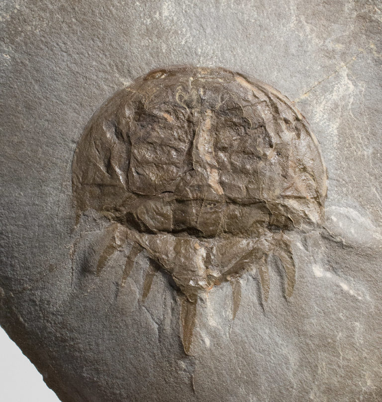 Paleolimulus longispinus