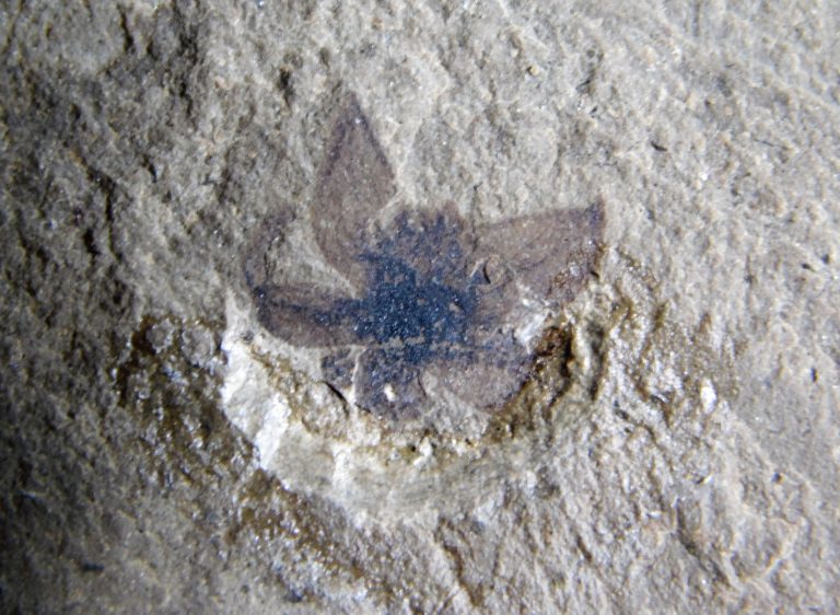Eocene flower &#8211; Antholithes, The Natural Canvas
