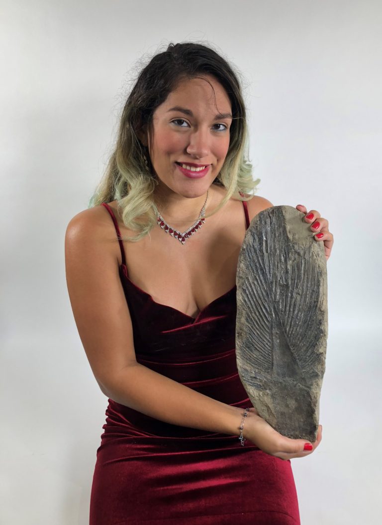 Big Cretaceous Palm frond - Sabalites sp.