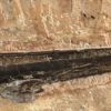 Pterosaur Jaw &#8212; Pteranodon sp., The Natural Canvas