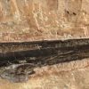 Pterosaur Jaw -- Pteranodon sp. - Image 7