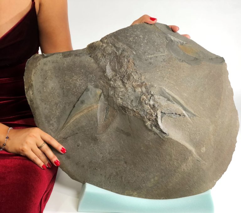 Devonian shark - Diademodus hydei