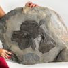 Giant Devonian Fish - Dunkleosteus terrelli - Image 4