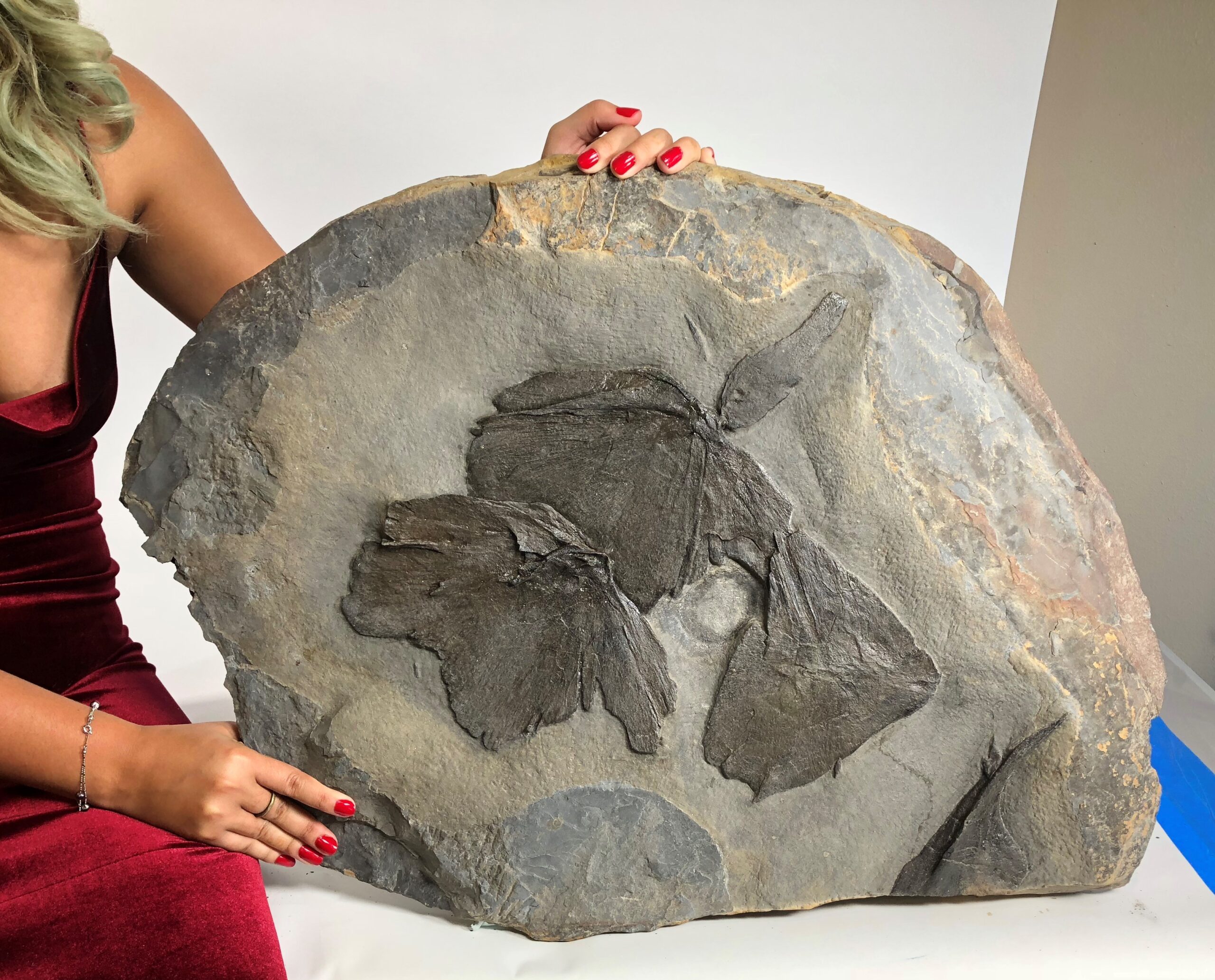 Giant Devonian Fish - Dunkleosteus terrelli - Image 5