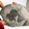 Giant Devonian Fish - Dunkleosteus terrelli - Image 7