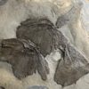 Giant Devonian Fish &#8211; Dunkleosteus terrelli, The Natural Canvas