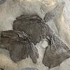 Giant Devonian Fish - Dunkleosteus terrelli - Image 2