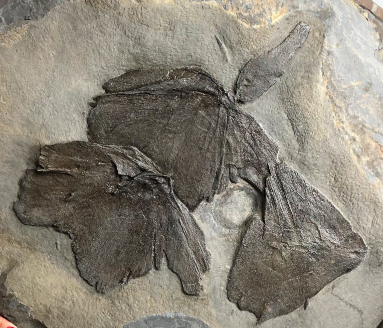 Giant Devonian Fish - Dunkleosteus terrelli