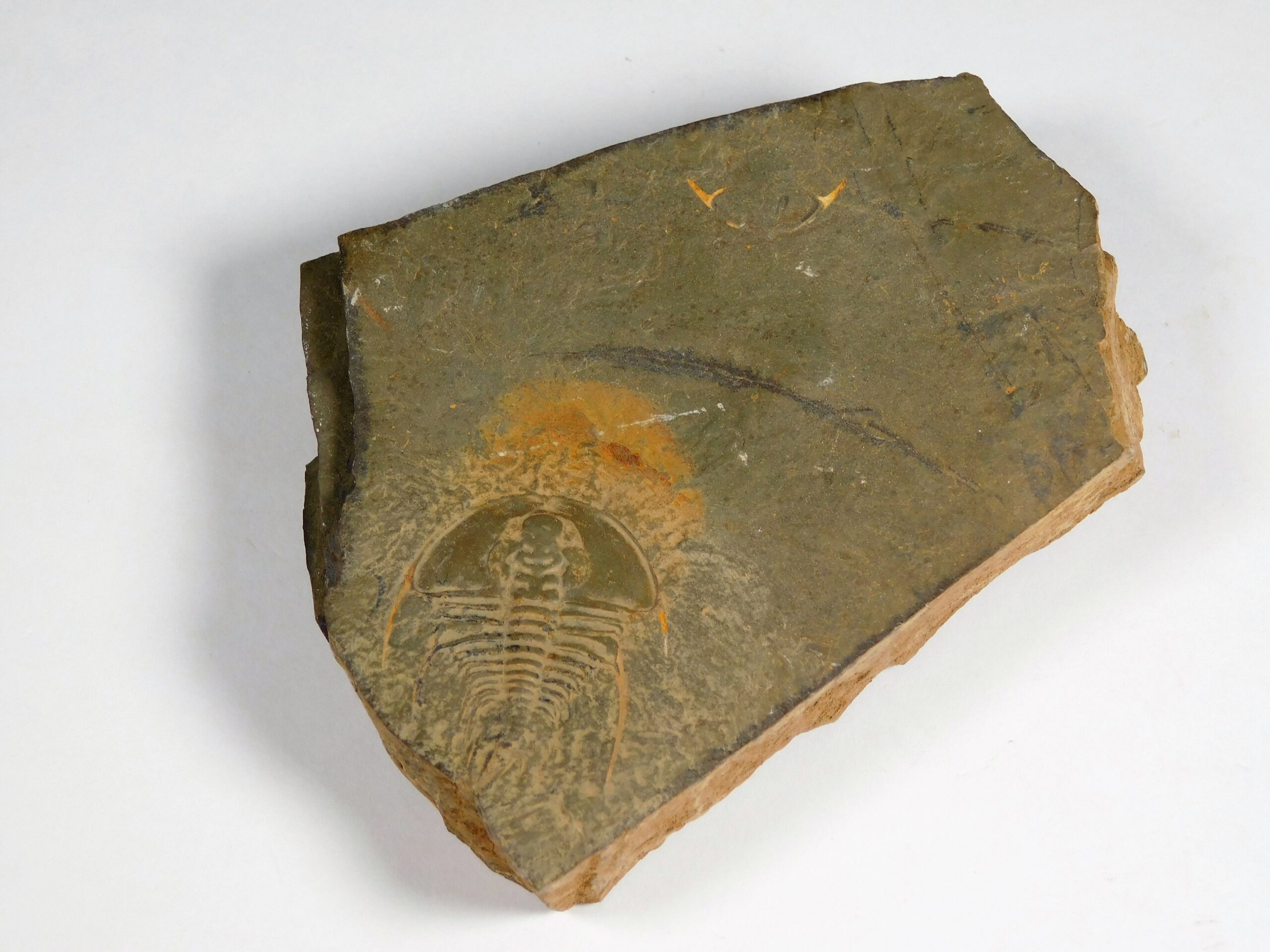 Olenellus clarki - Image 2