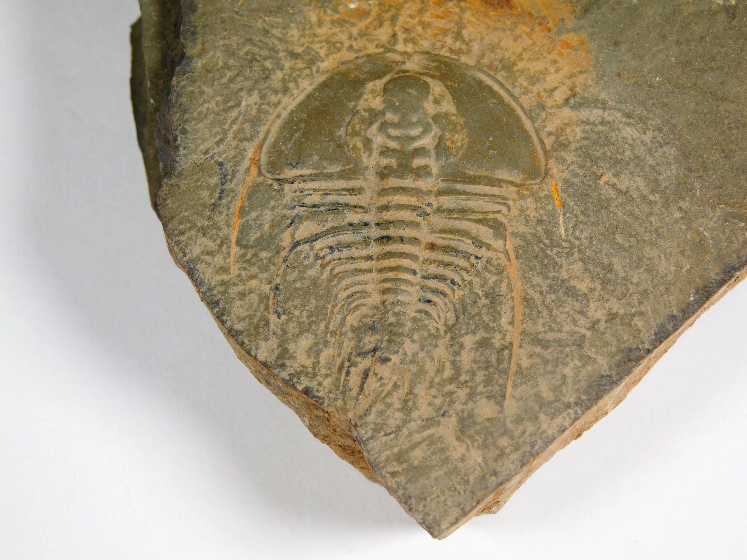 Olenellus clarki - Image 3