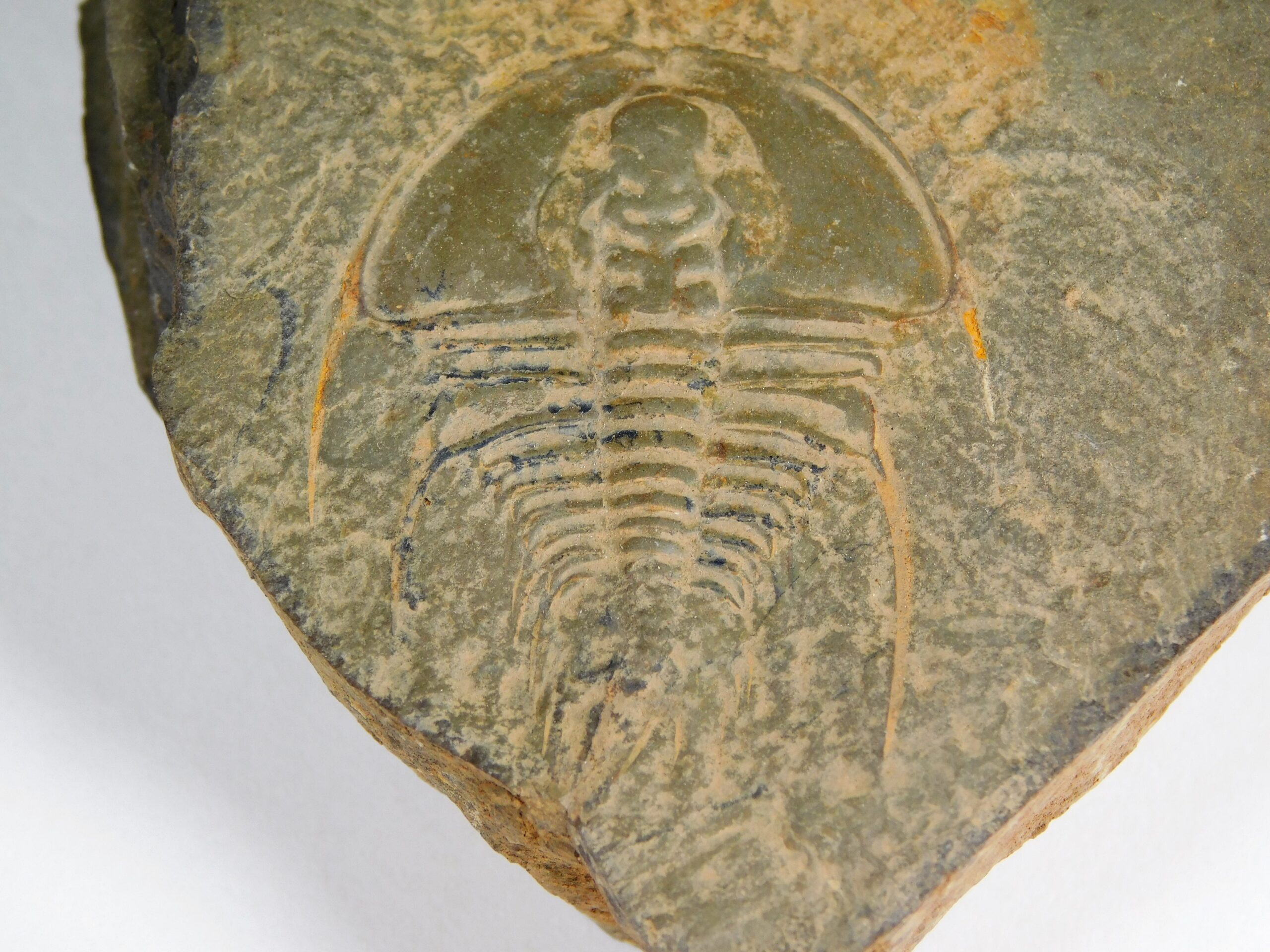 Olenellus clarki - Image 4