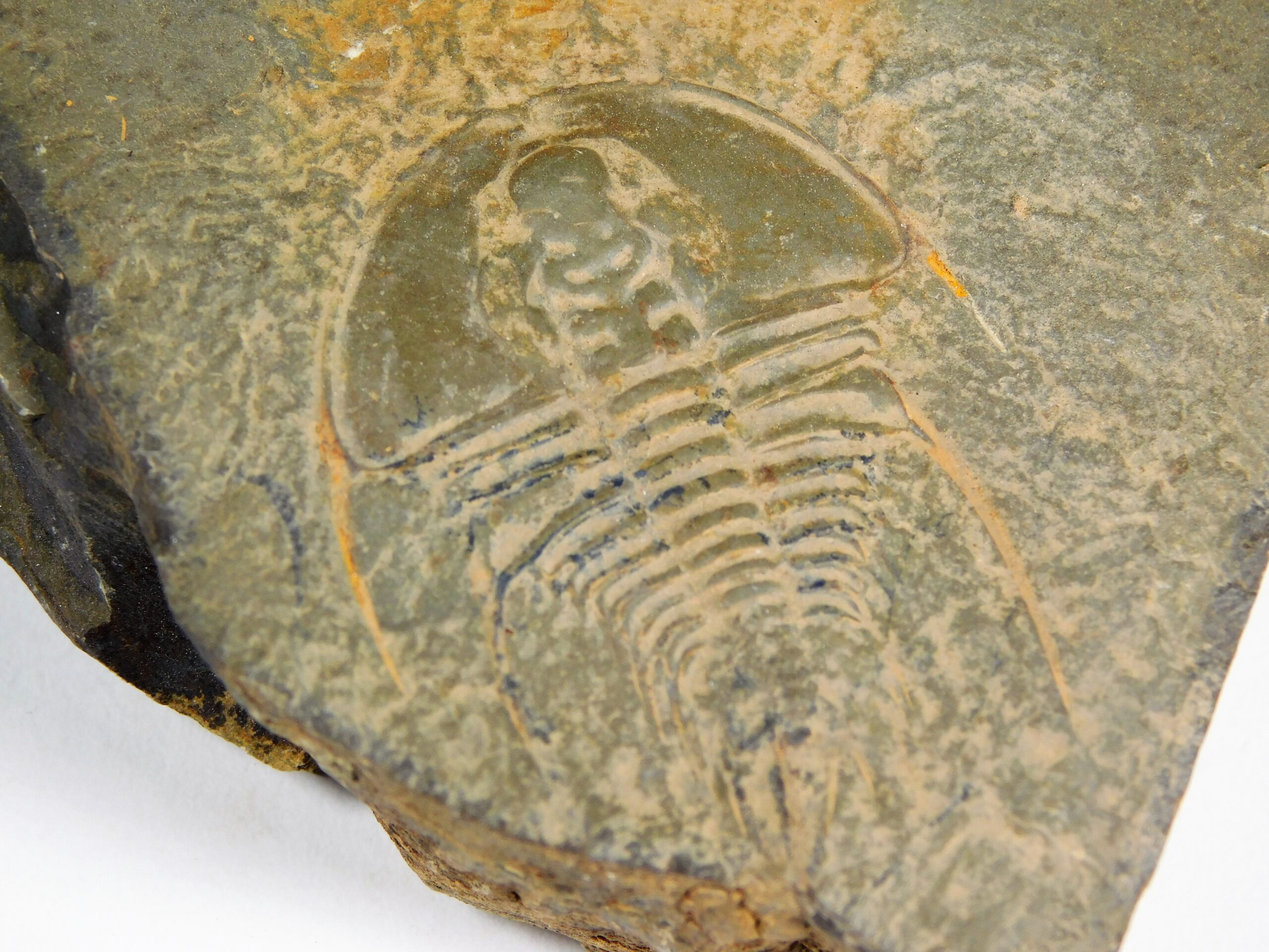 Olenellus clarki - Image 5