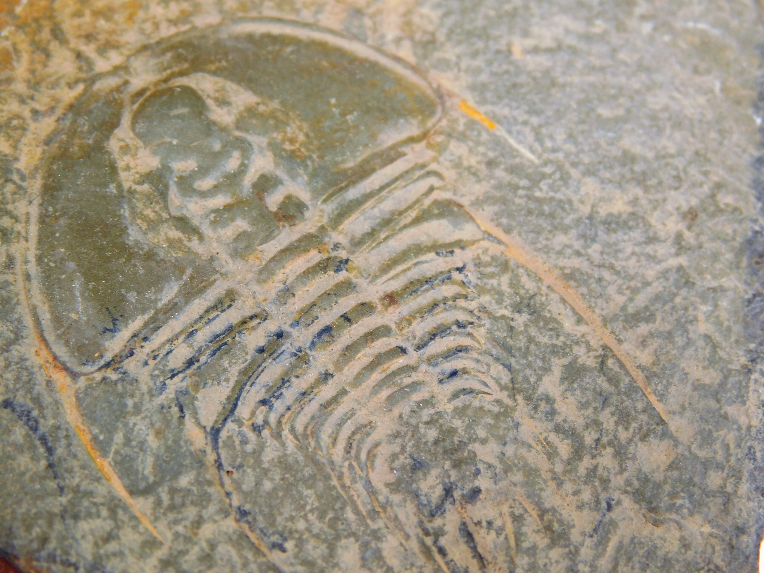 Olenellus clarki - Image 6