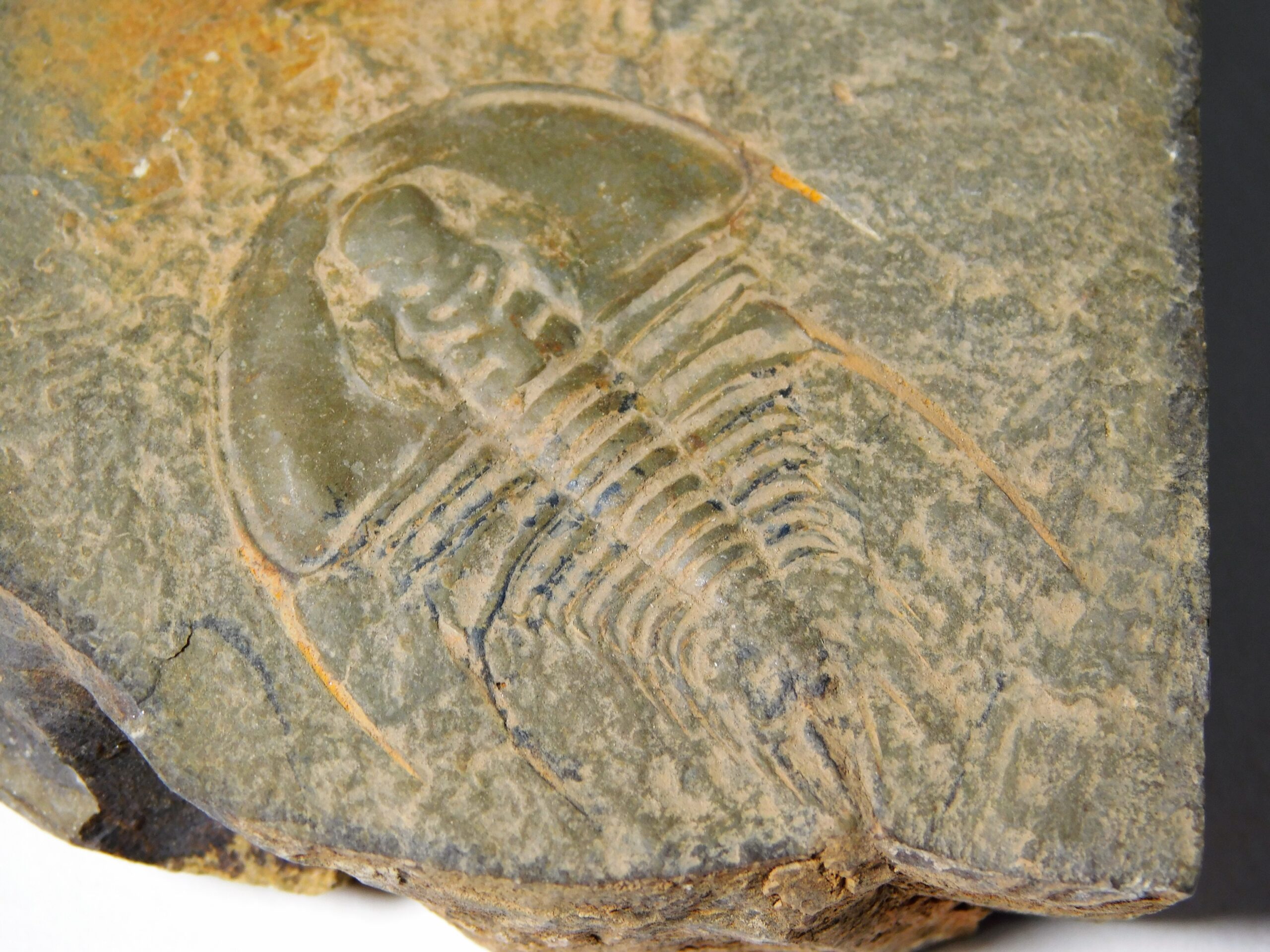 Olenellus clarki - Image 7