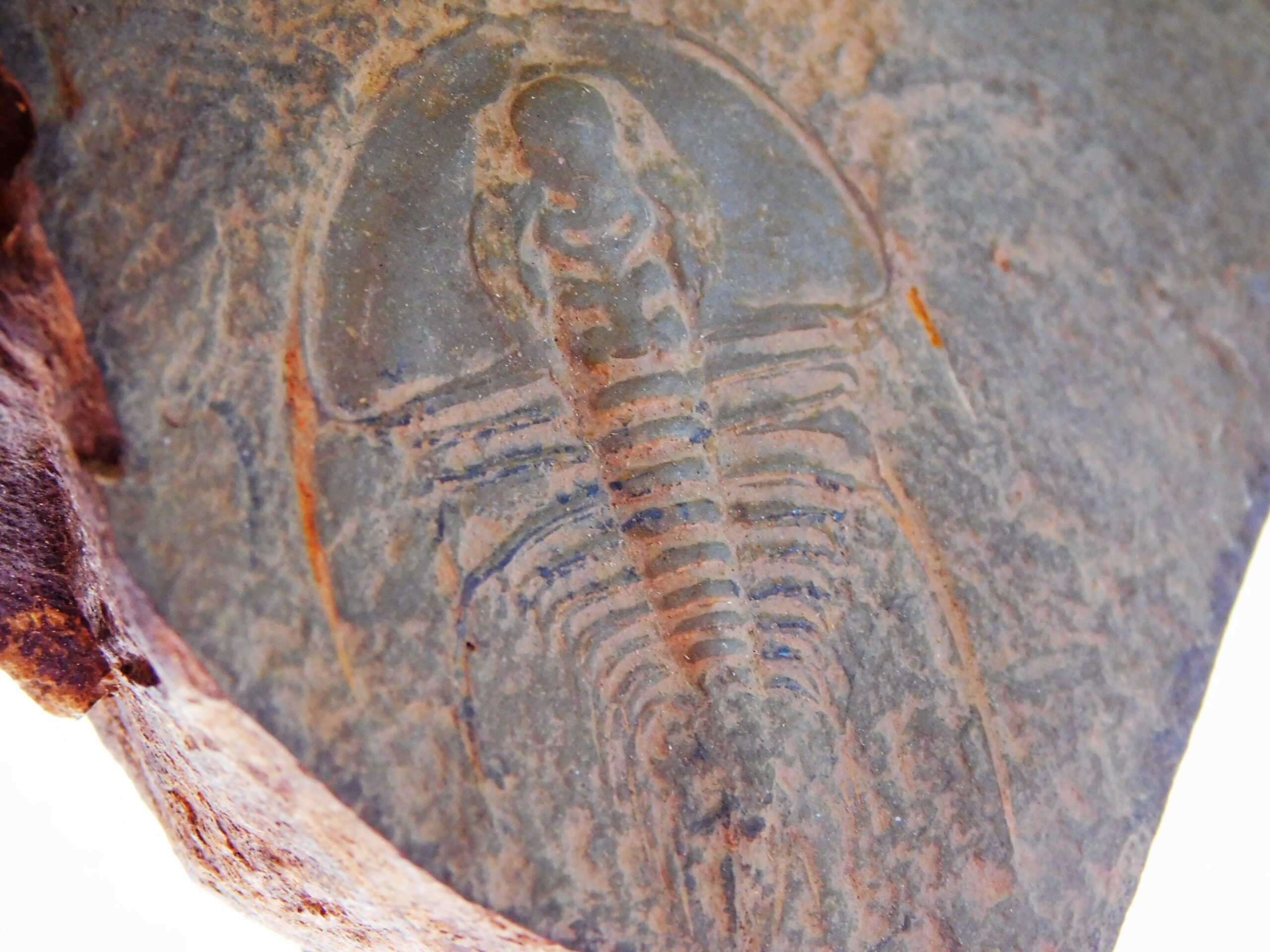 Olenellus clarki - Image 8