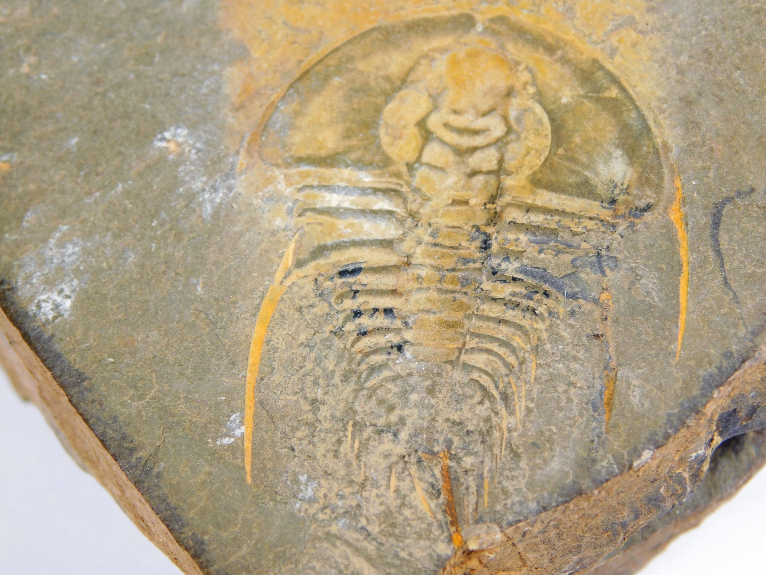 Olenellus clarki - Image 10