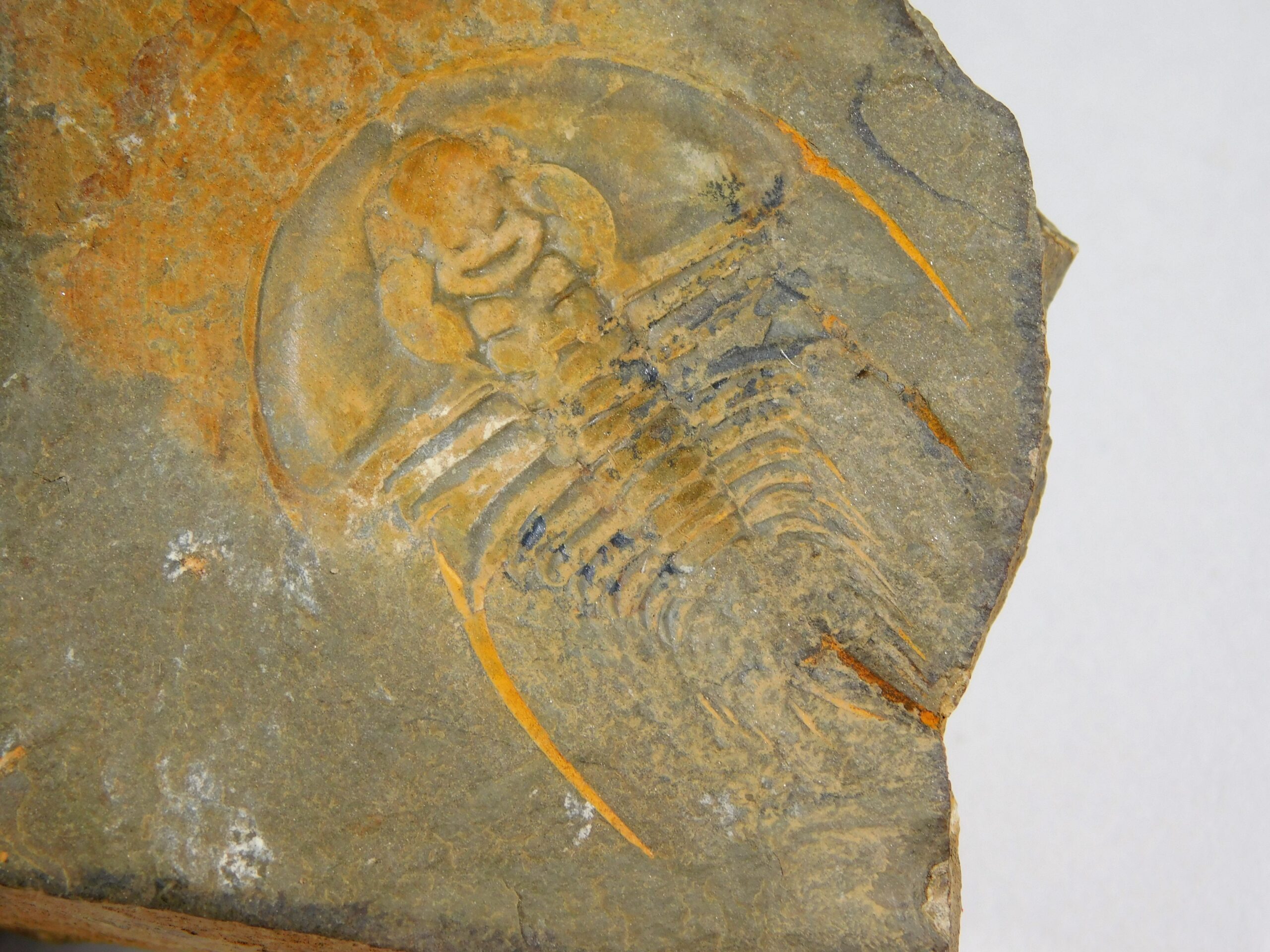 Olenellus clarki - Image 11
