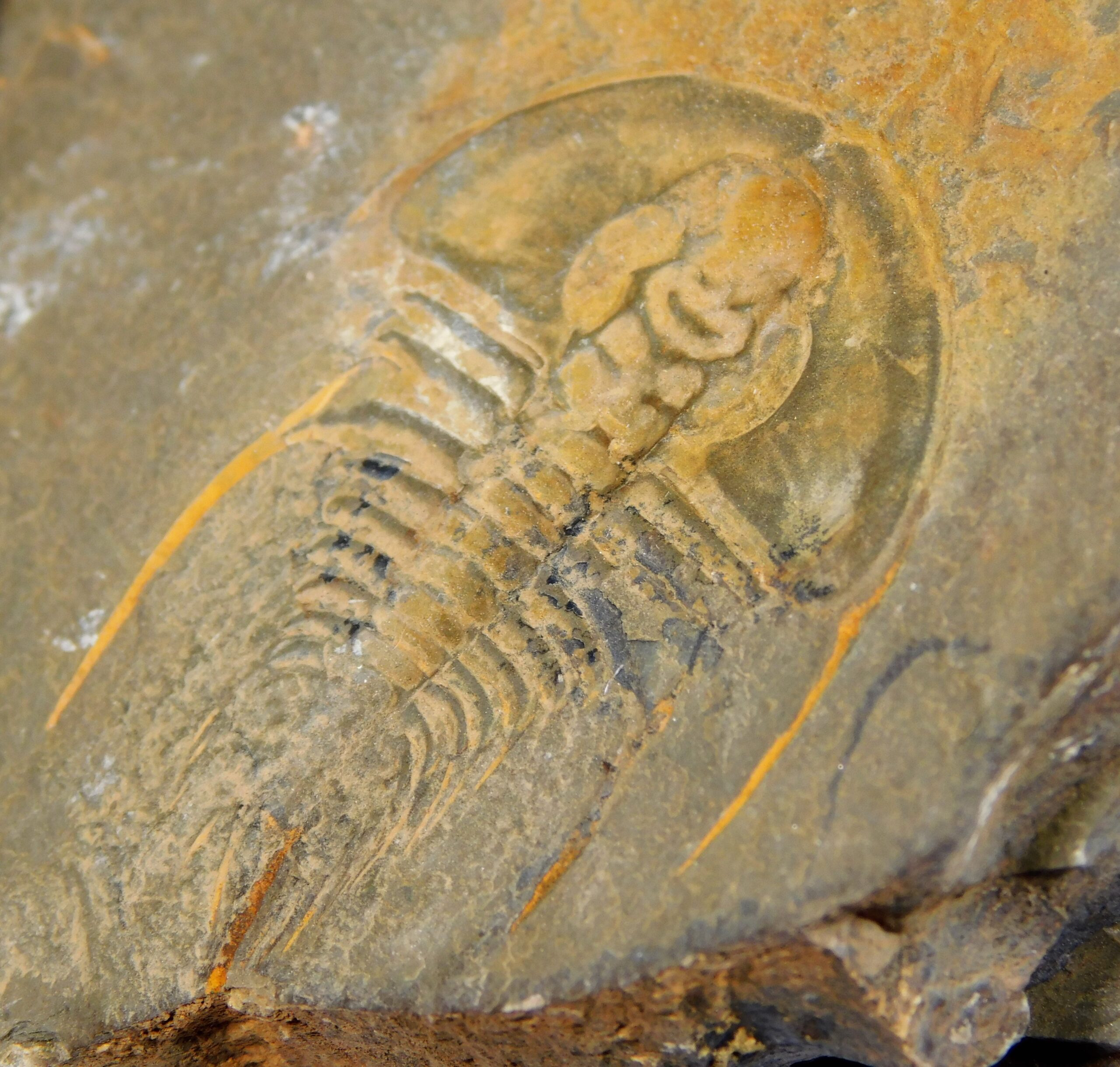 Olenellus clarki - Image 13