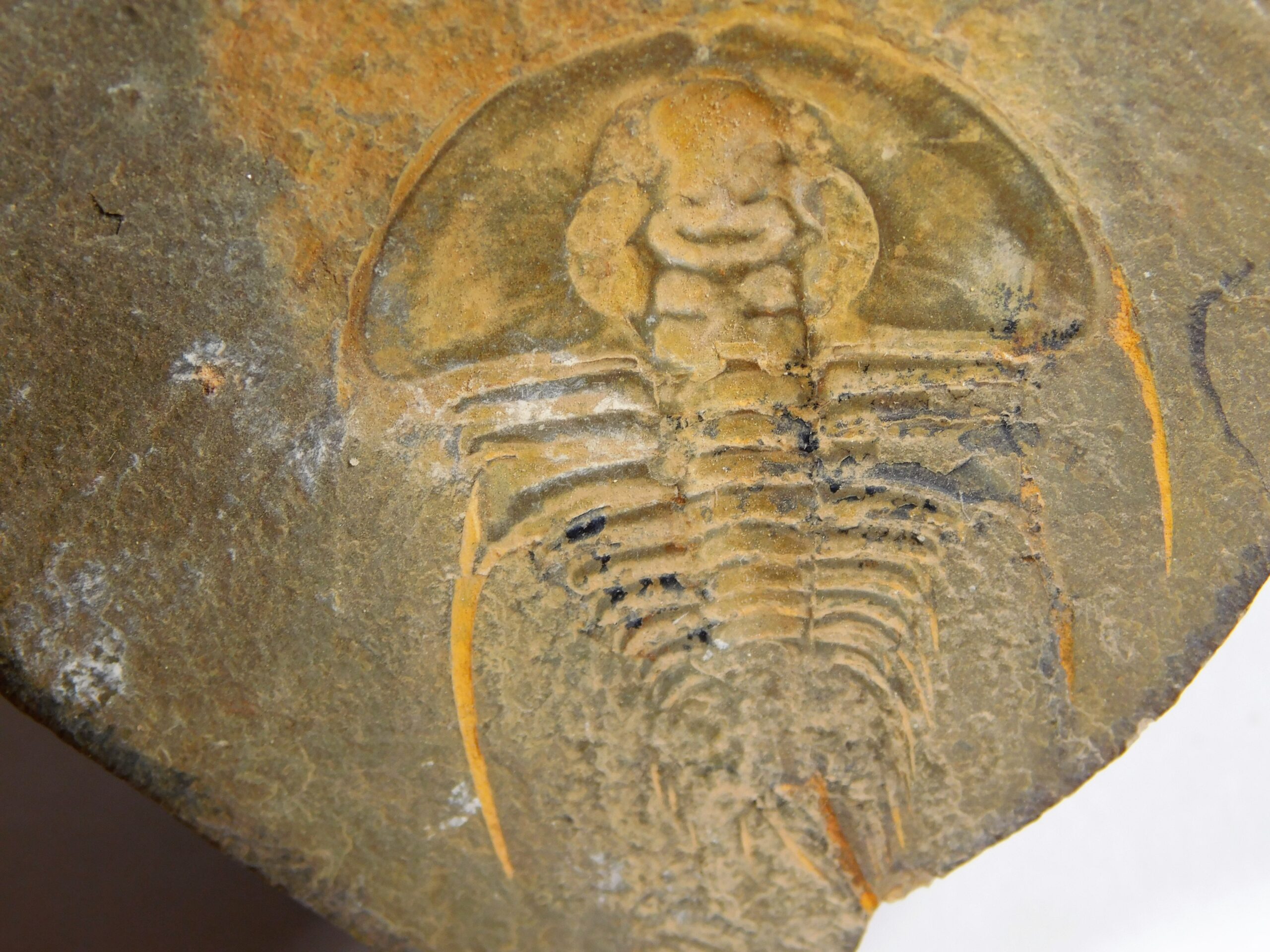 Olenellus clarki - Image 14