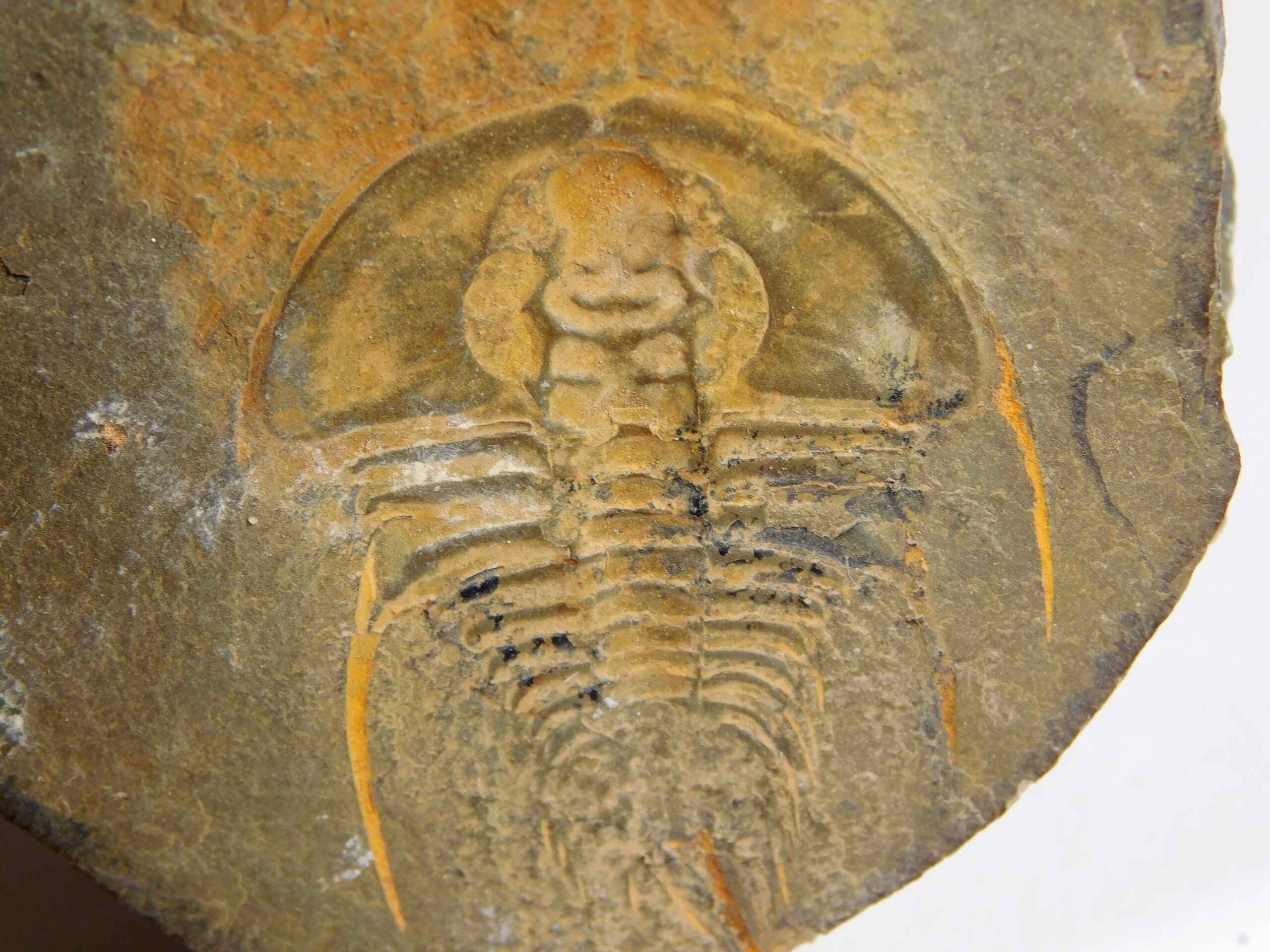 Olenellus clarki