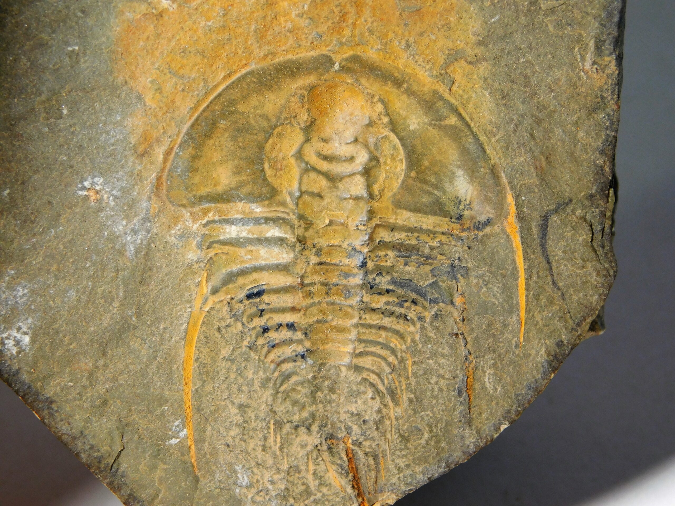Olenellus clarki - Image 16