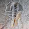 Quality trilobite &#8211; Olenellus clarki, The Natural Canvas