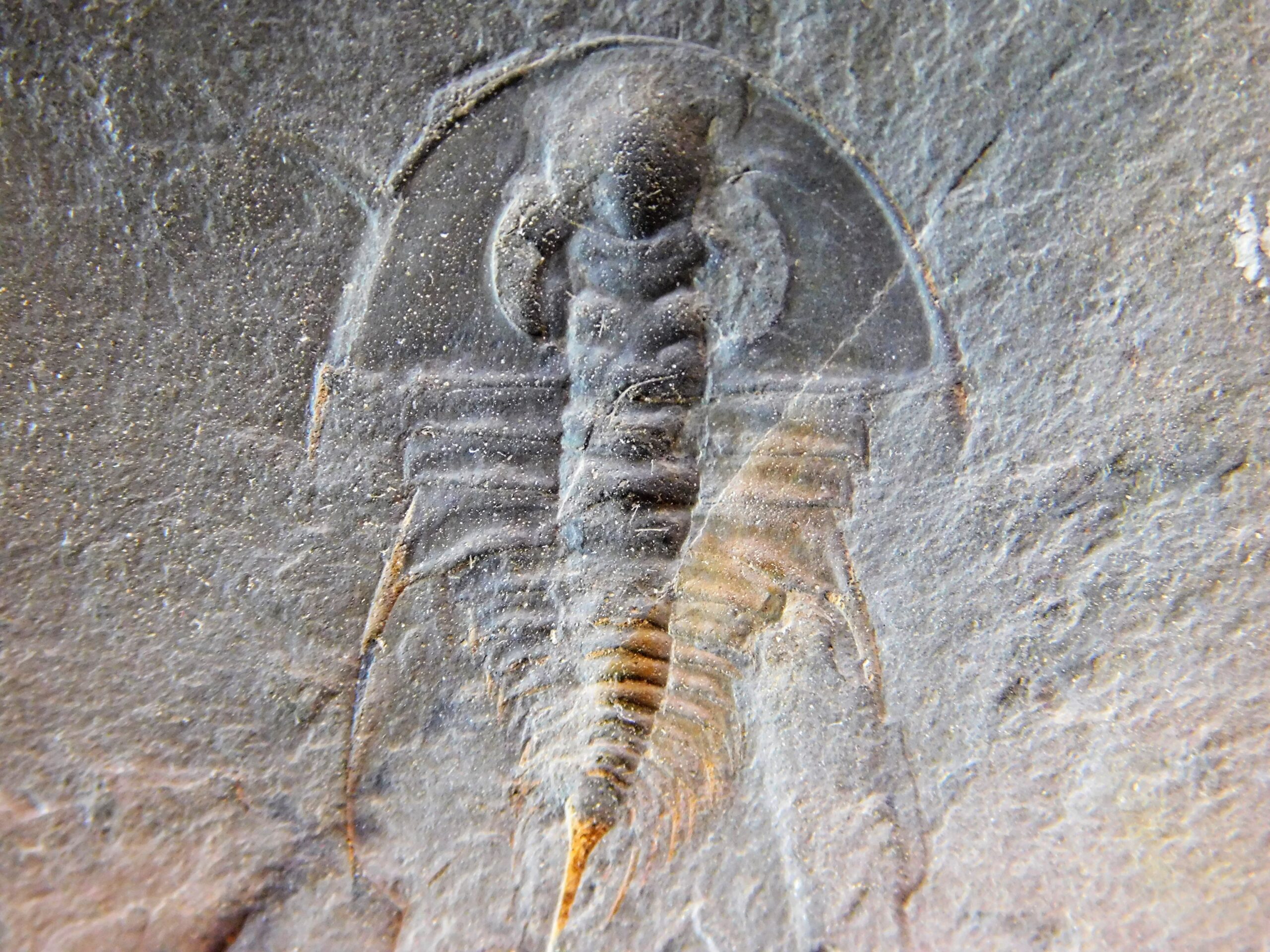 Quality trilobite - Olenellus clarki - Image 5
