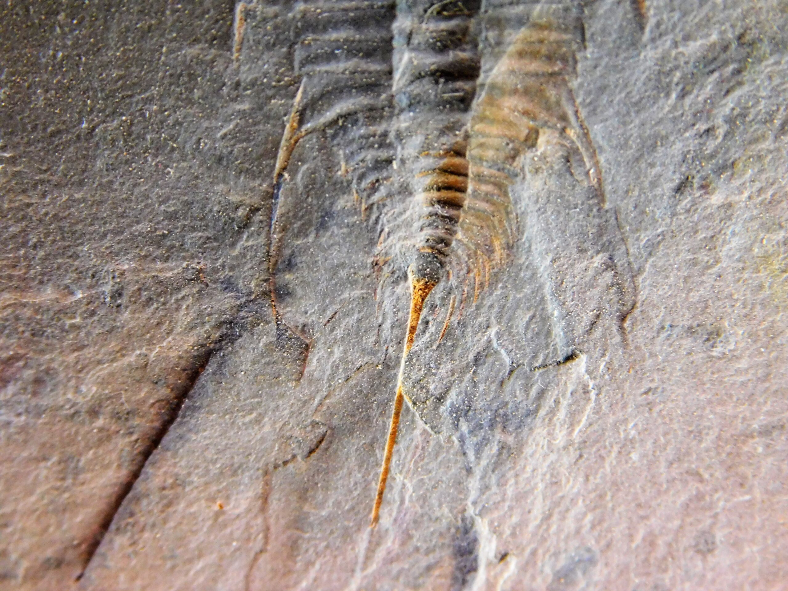 Quality trilobite - Olenellus clarki - Image 6