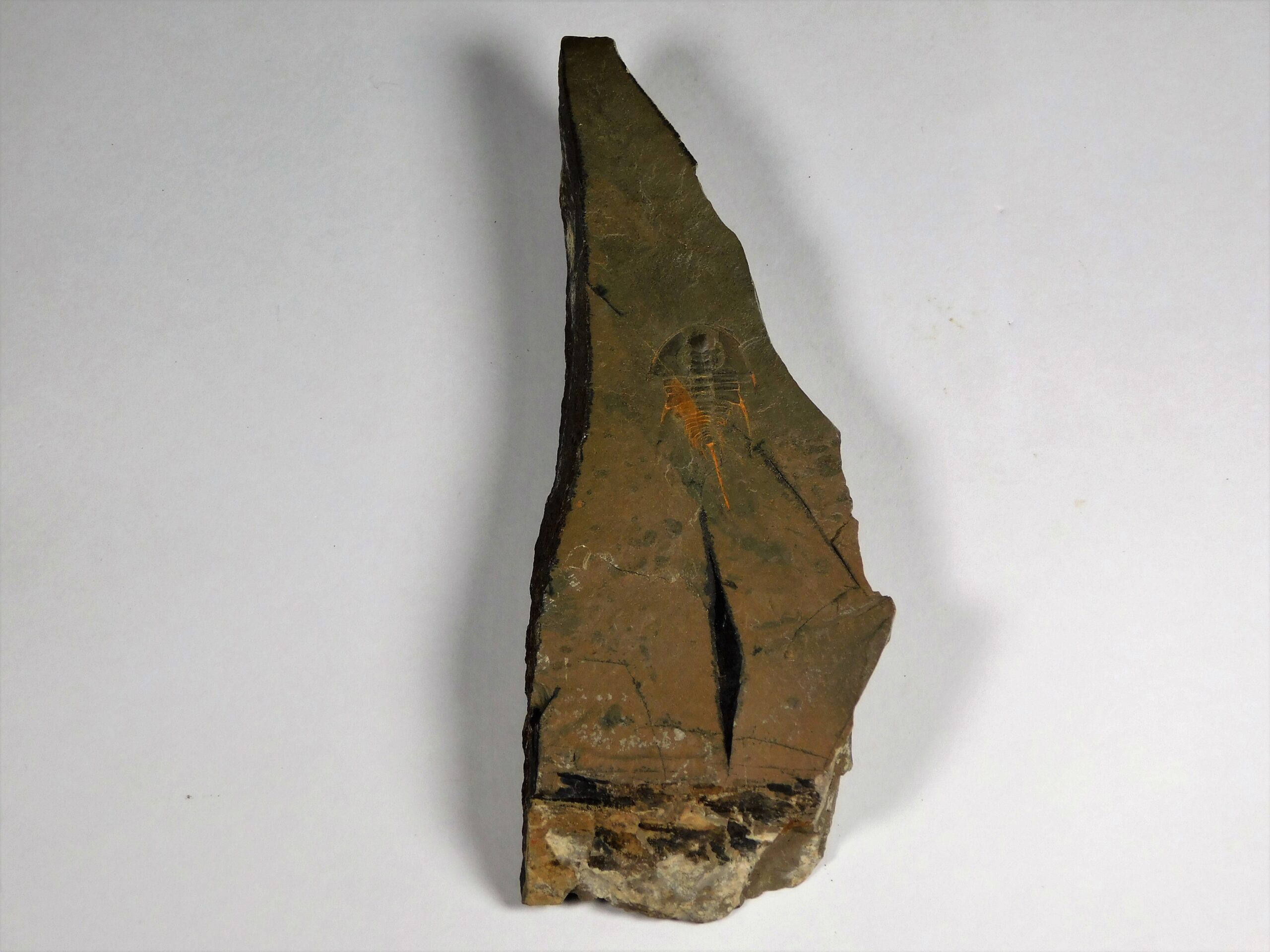 Quality trilobite - Olenellus clarki - Image 7