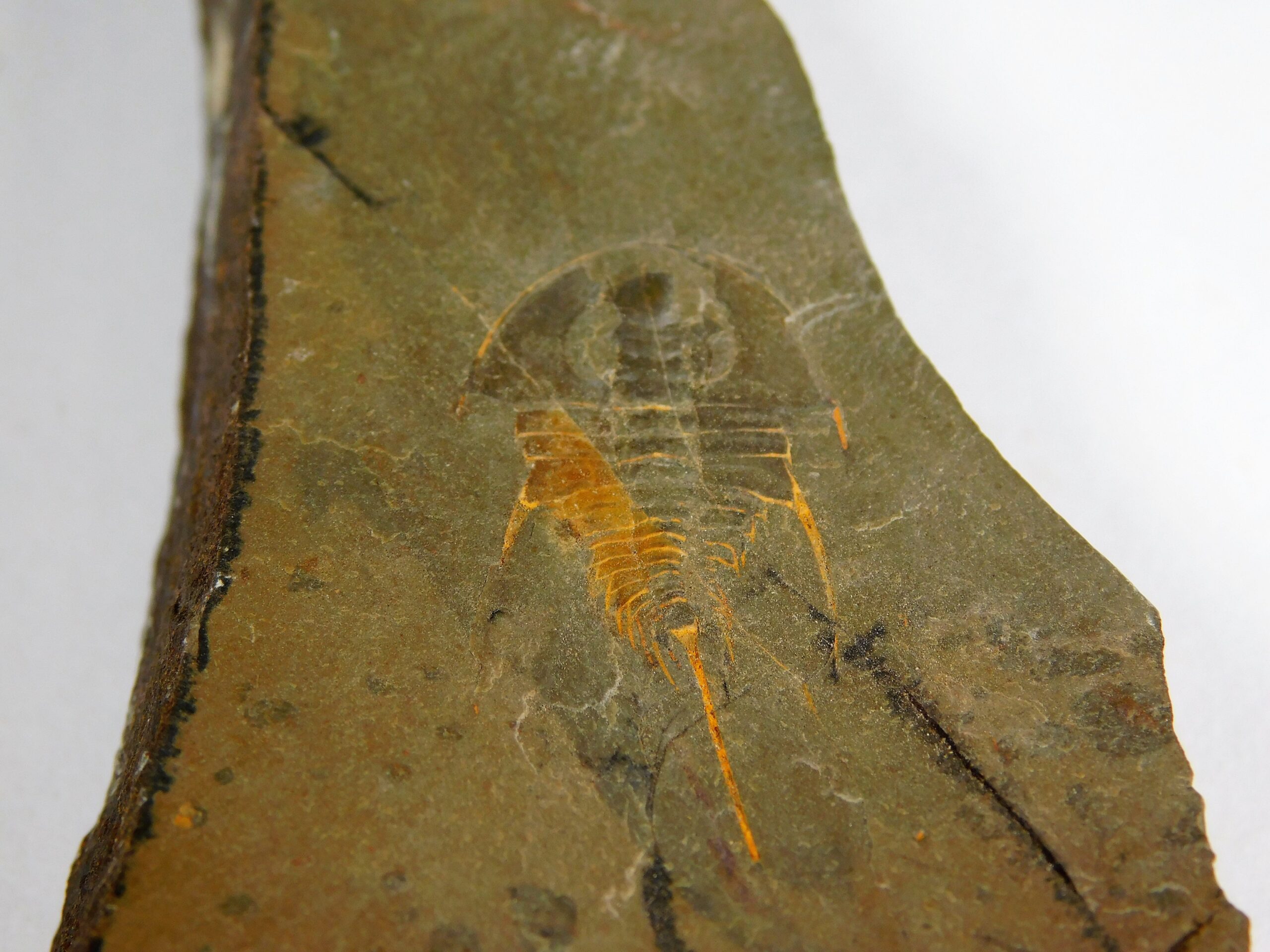Quality trilobite - Olenellus clarki - Image 8