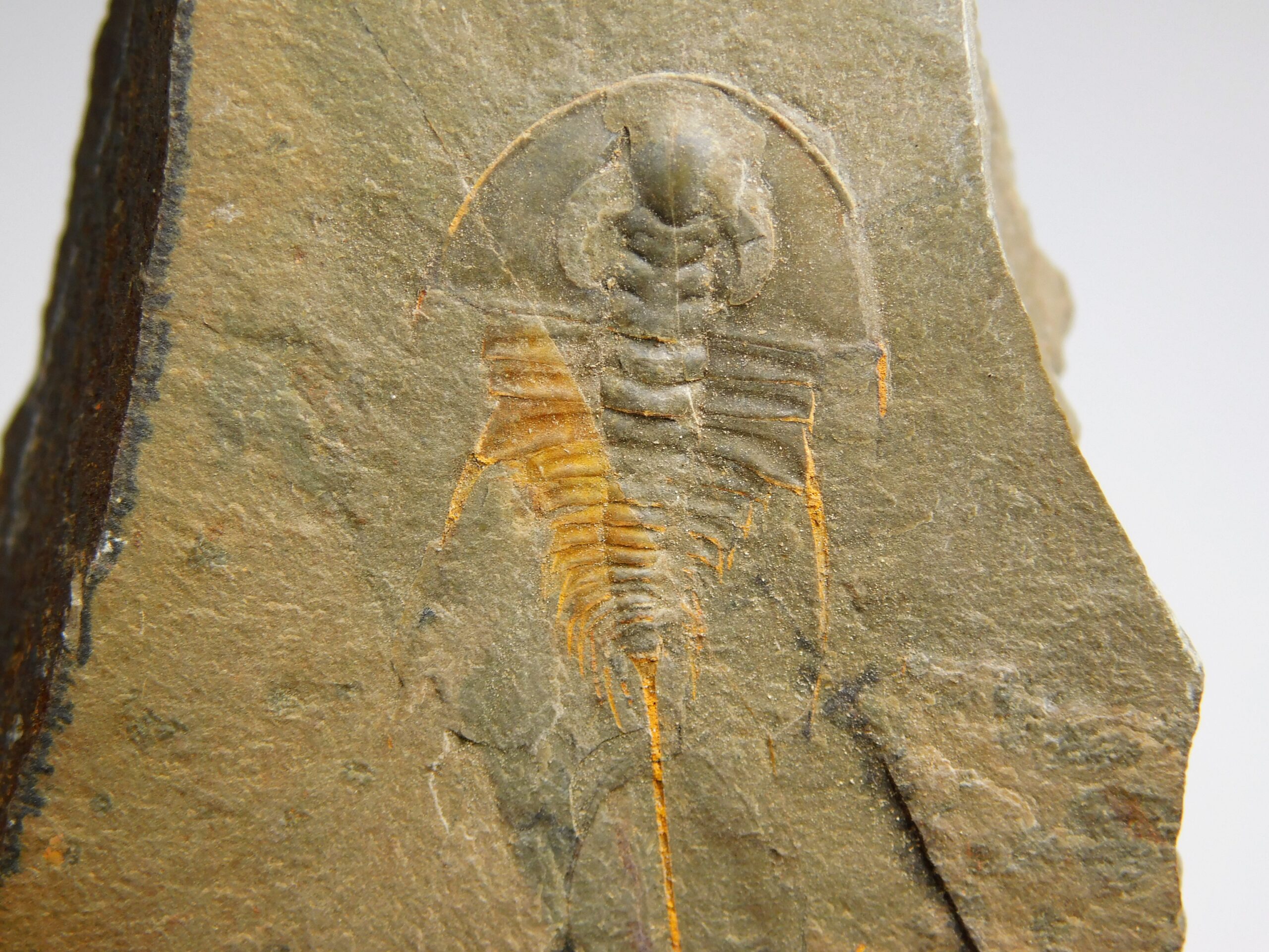 Quality trilobite - Olenellus clarki - Image 2