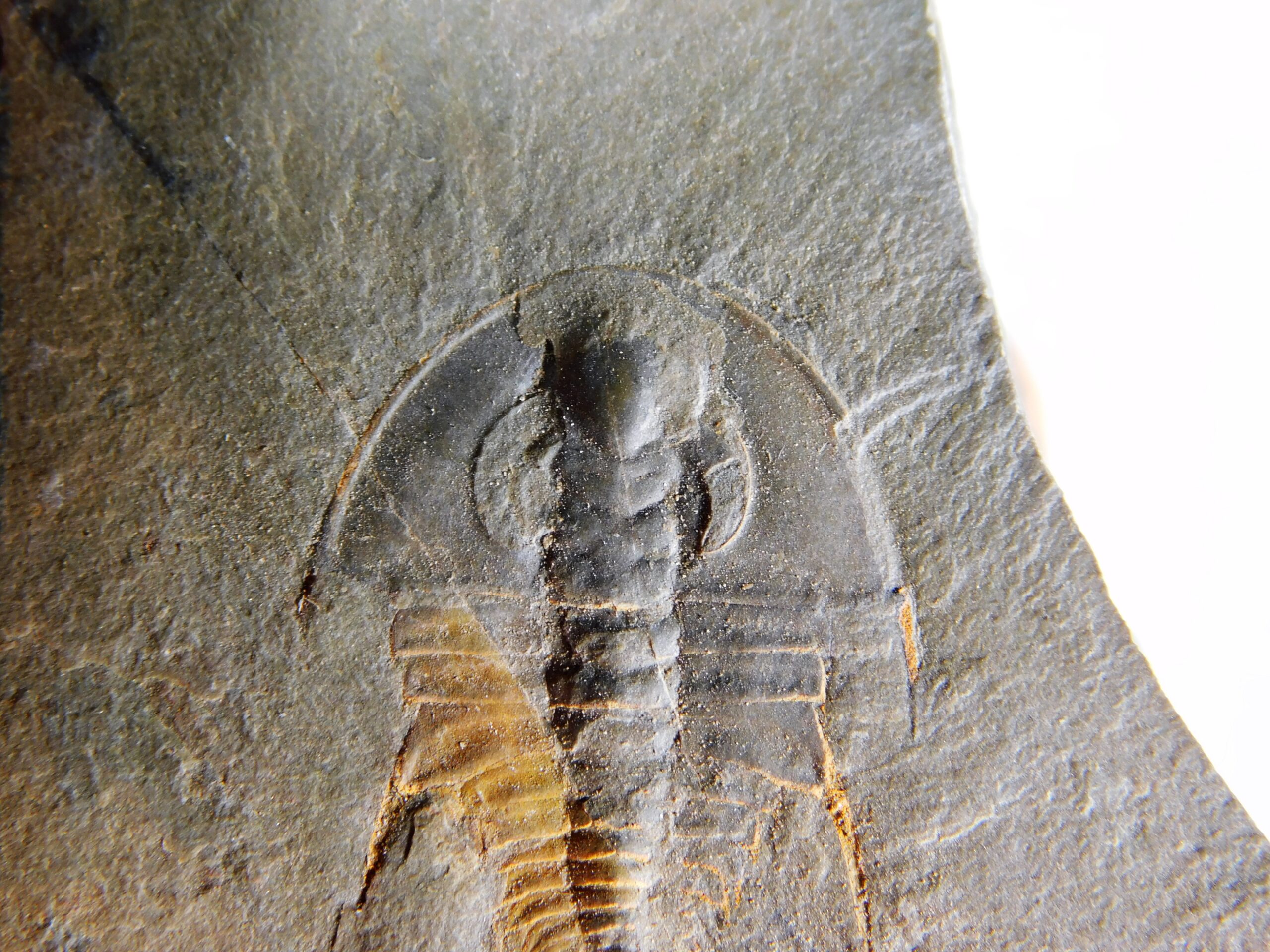 Quality trilobite - Olenellus clarki - Image 3