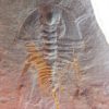 Quality trilobite &#8211; Olenellus clarki, The Natural Canvas