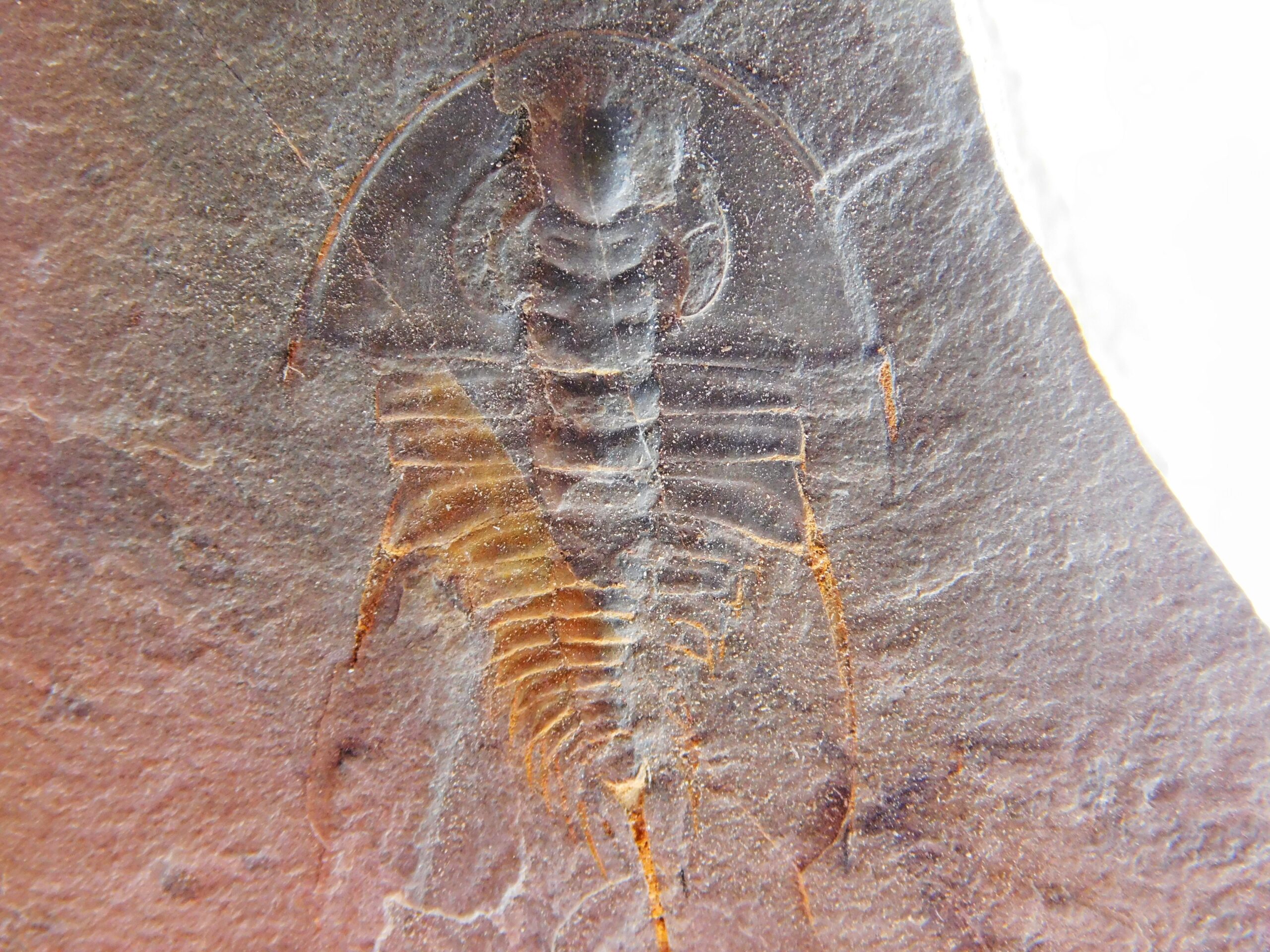 Quality trilobite - Olenellus clarki - Image 4