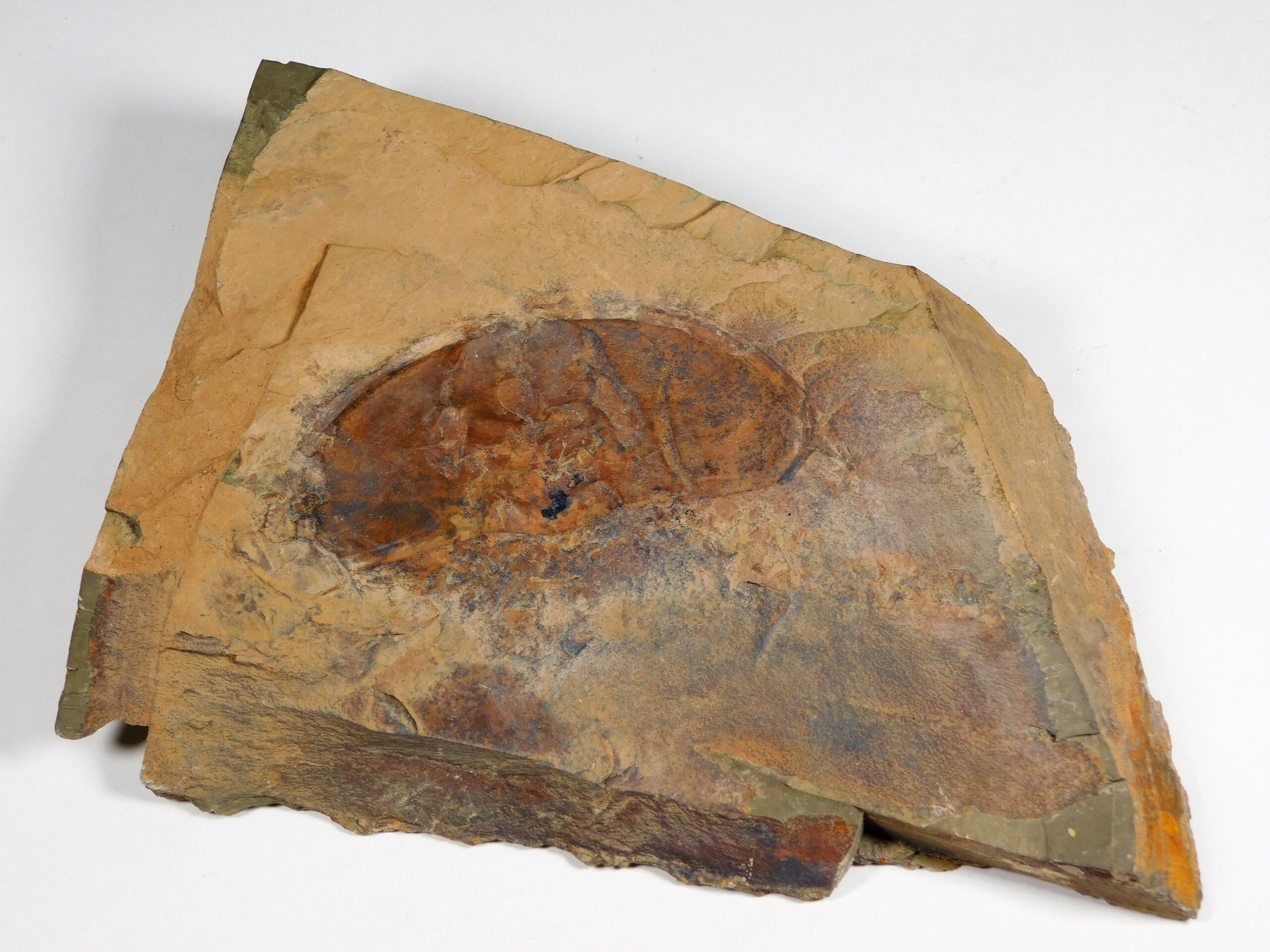 Olenellus fremonti - Image 11