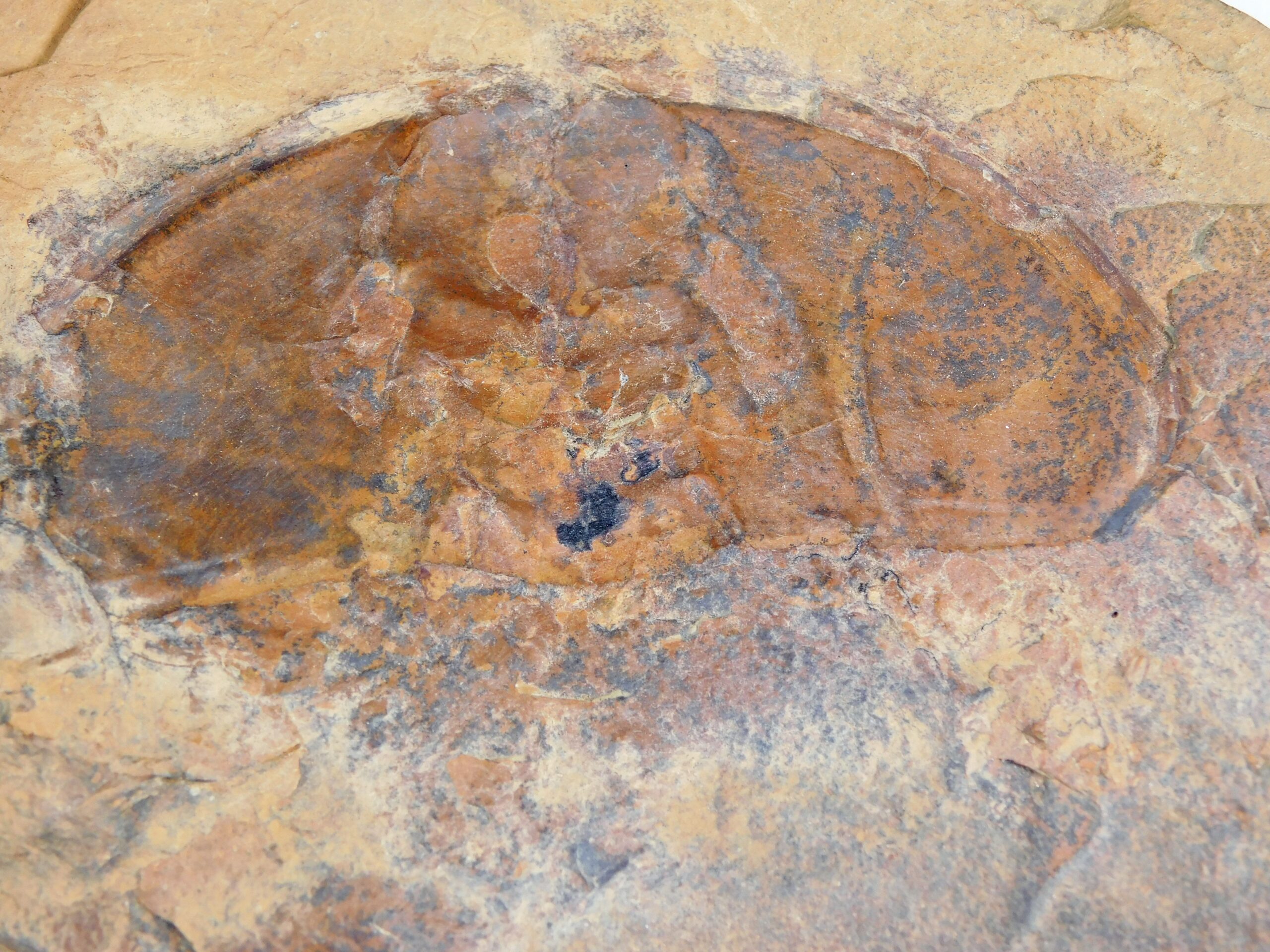 Olenellus fremonti - Image 12