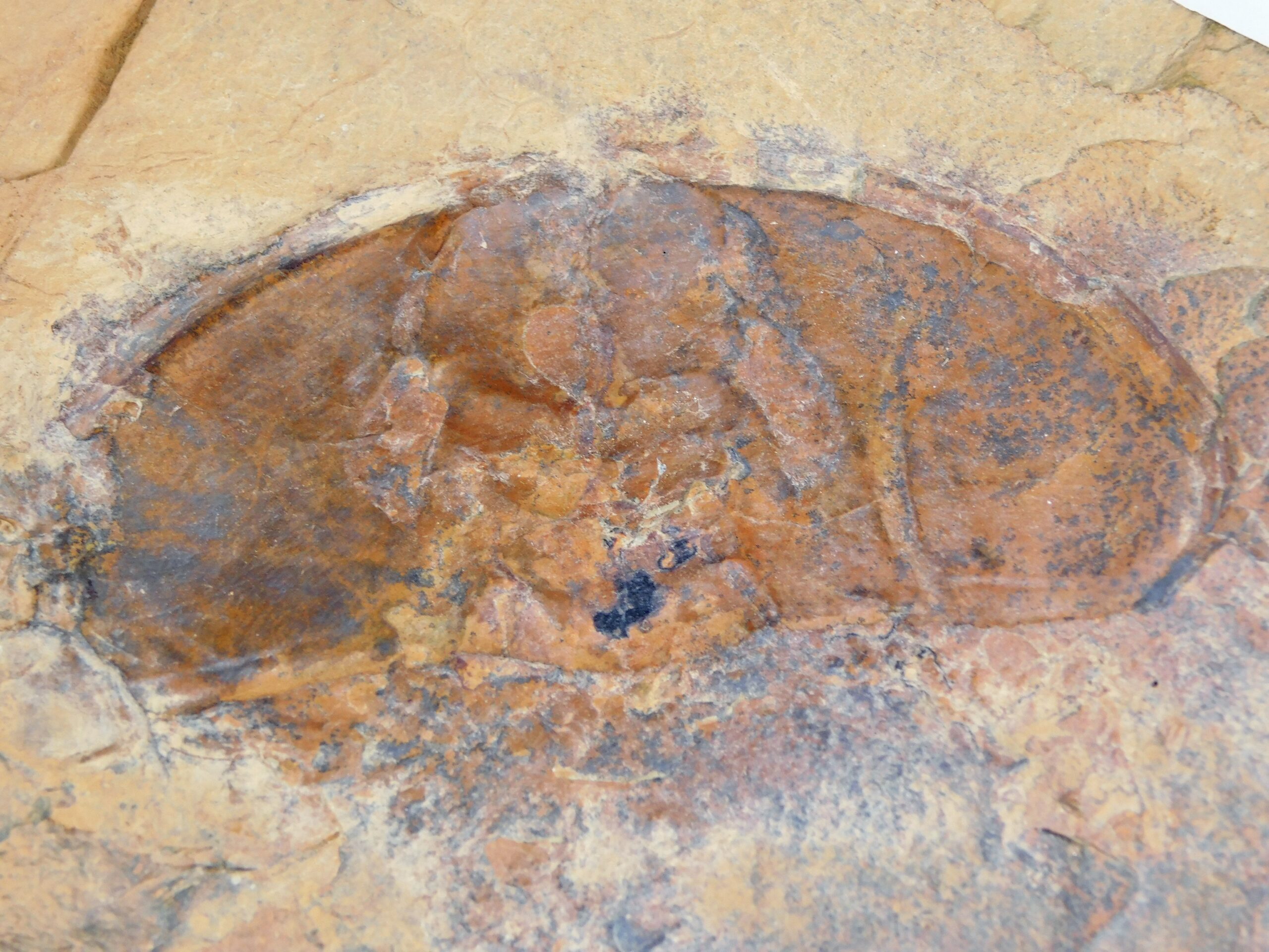 Olenellus fremonti - Image 14