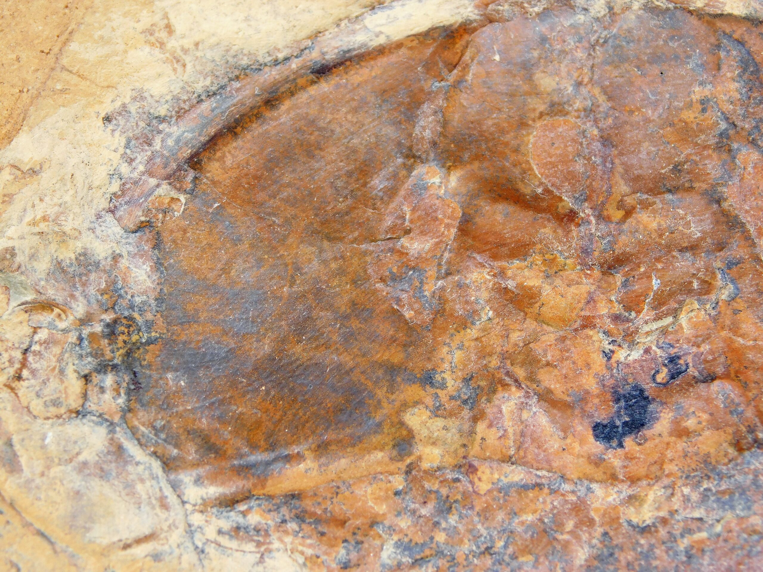 Olenellus fremonti - Image 15