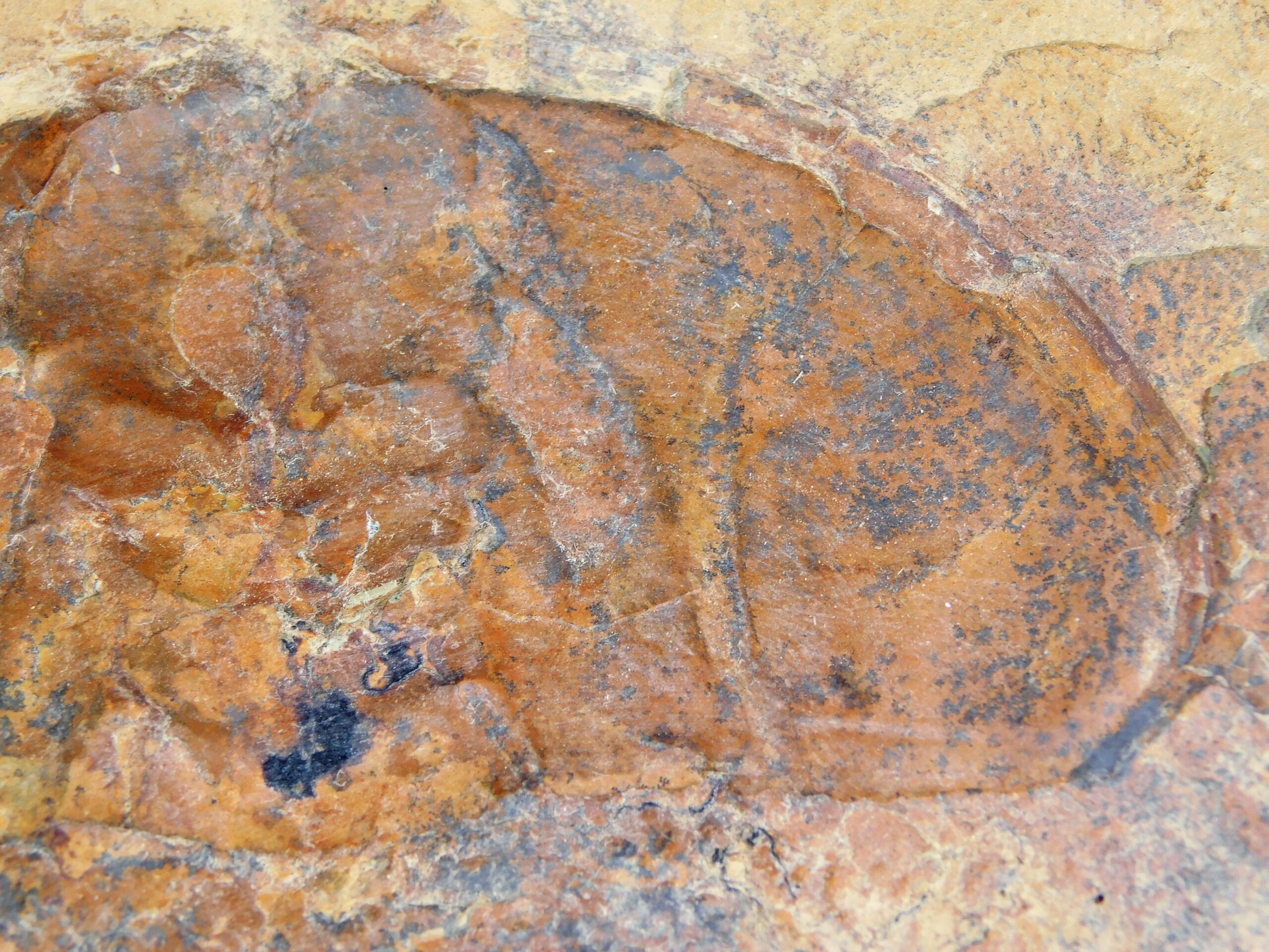 Olenellus fremonti - Image 2