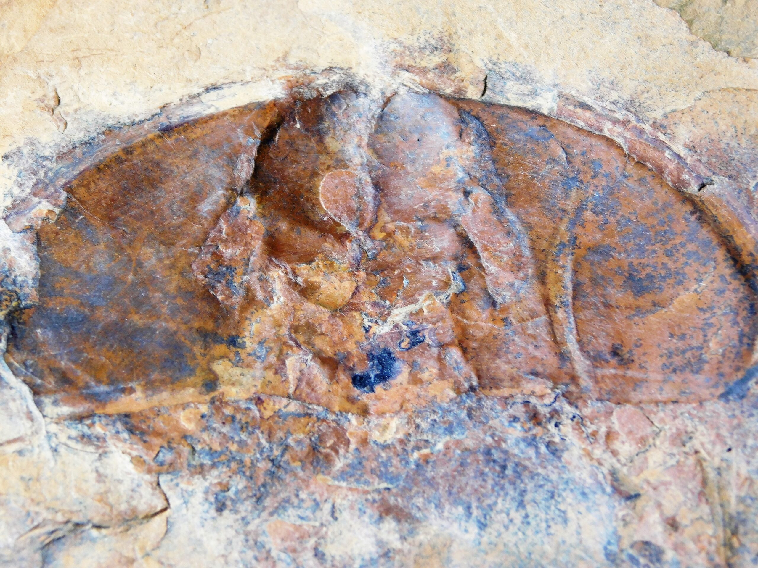 Olenellus fremonti - Image 3