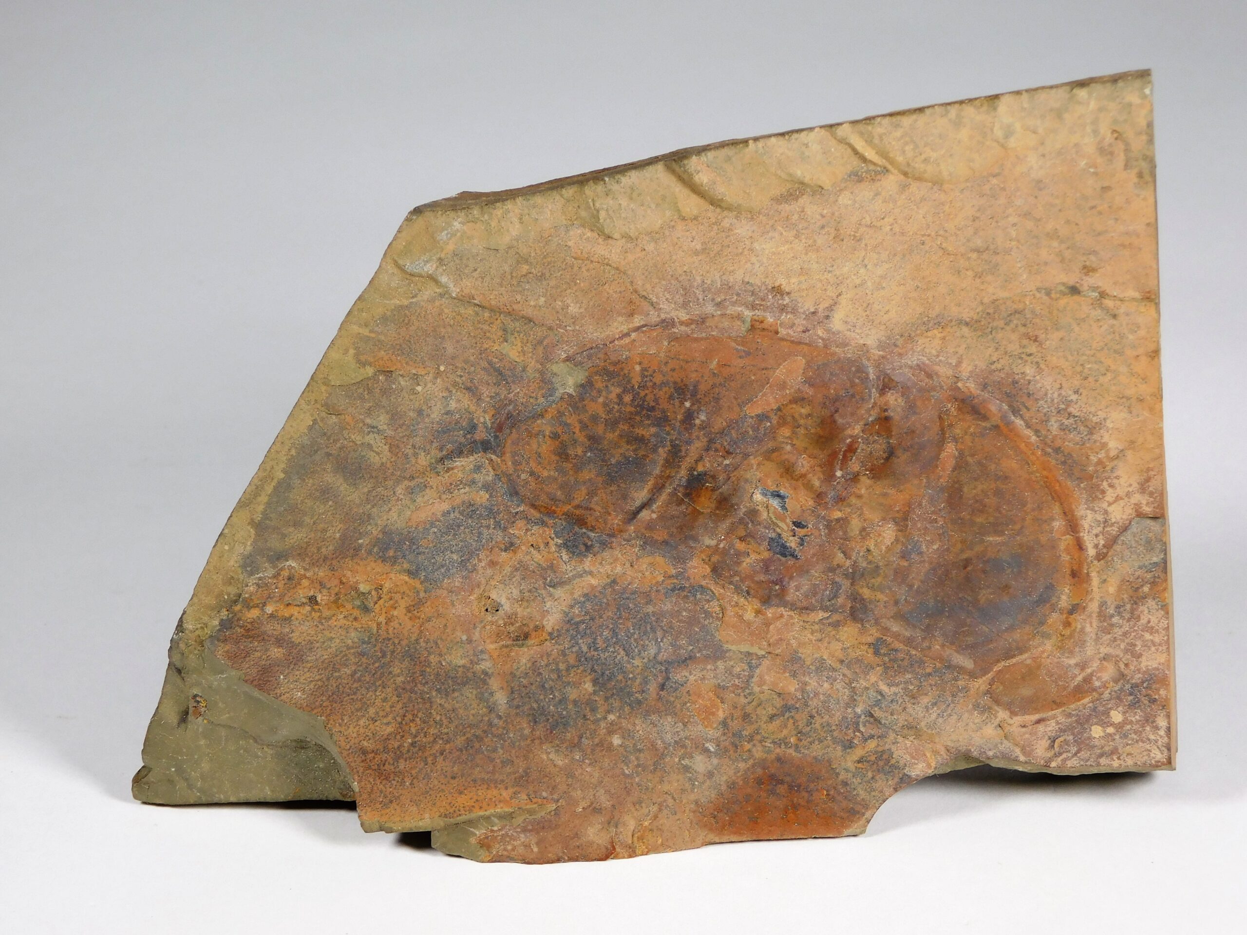 Olenellus fremonti - Image 4