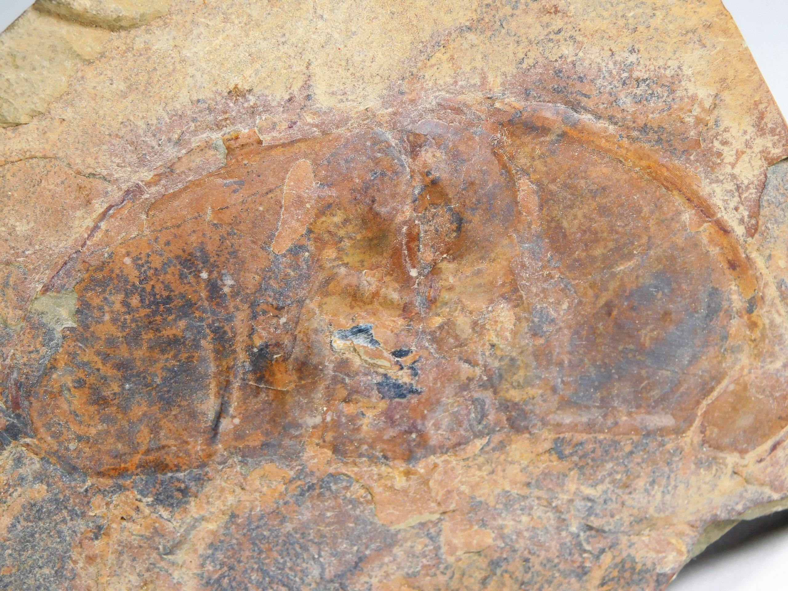 Olenellus fremonti - Image 6