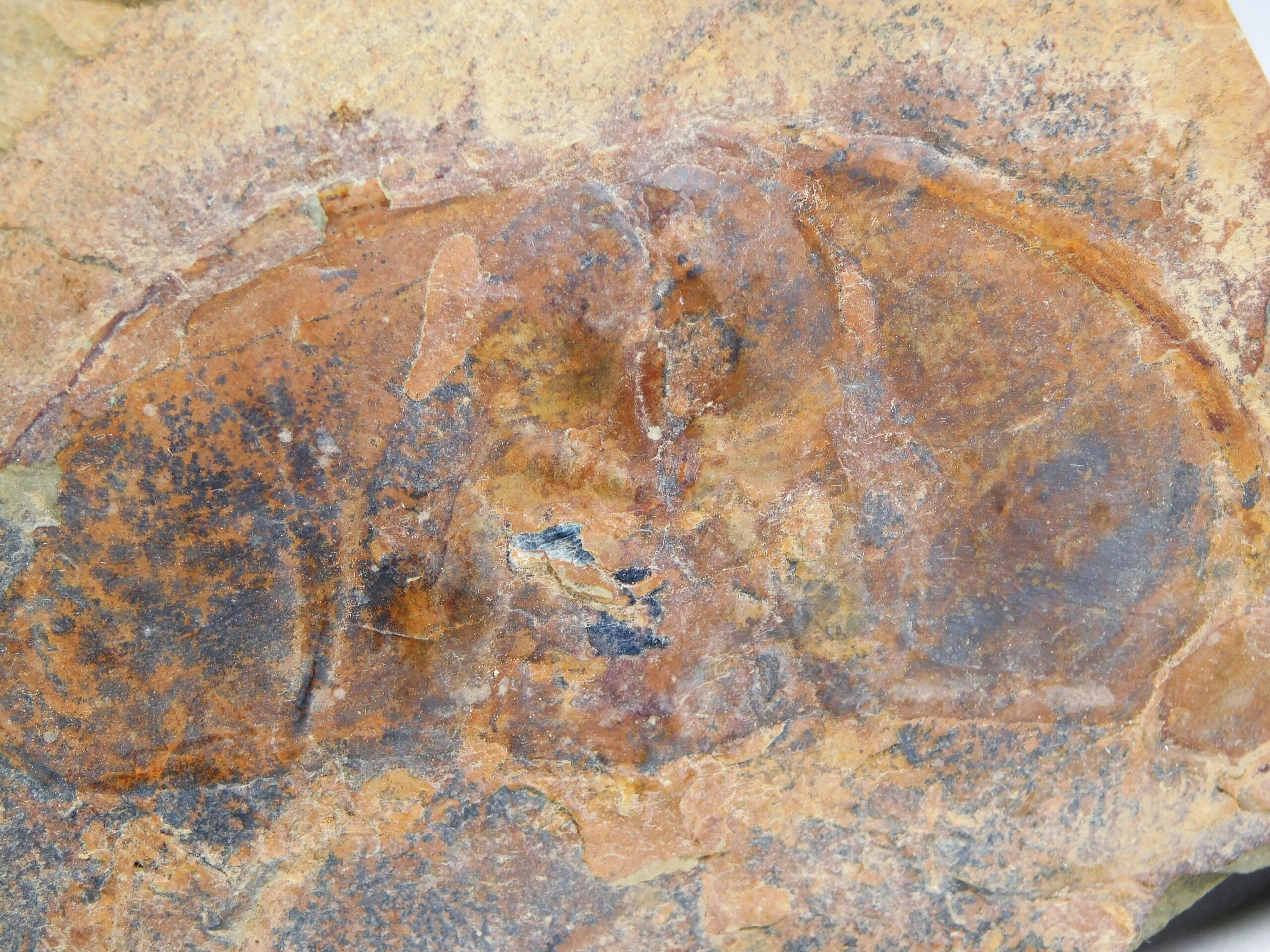 Olenellus fremonti - Image 7