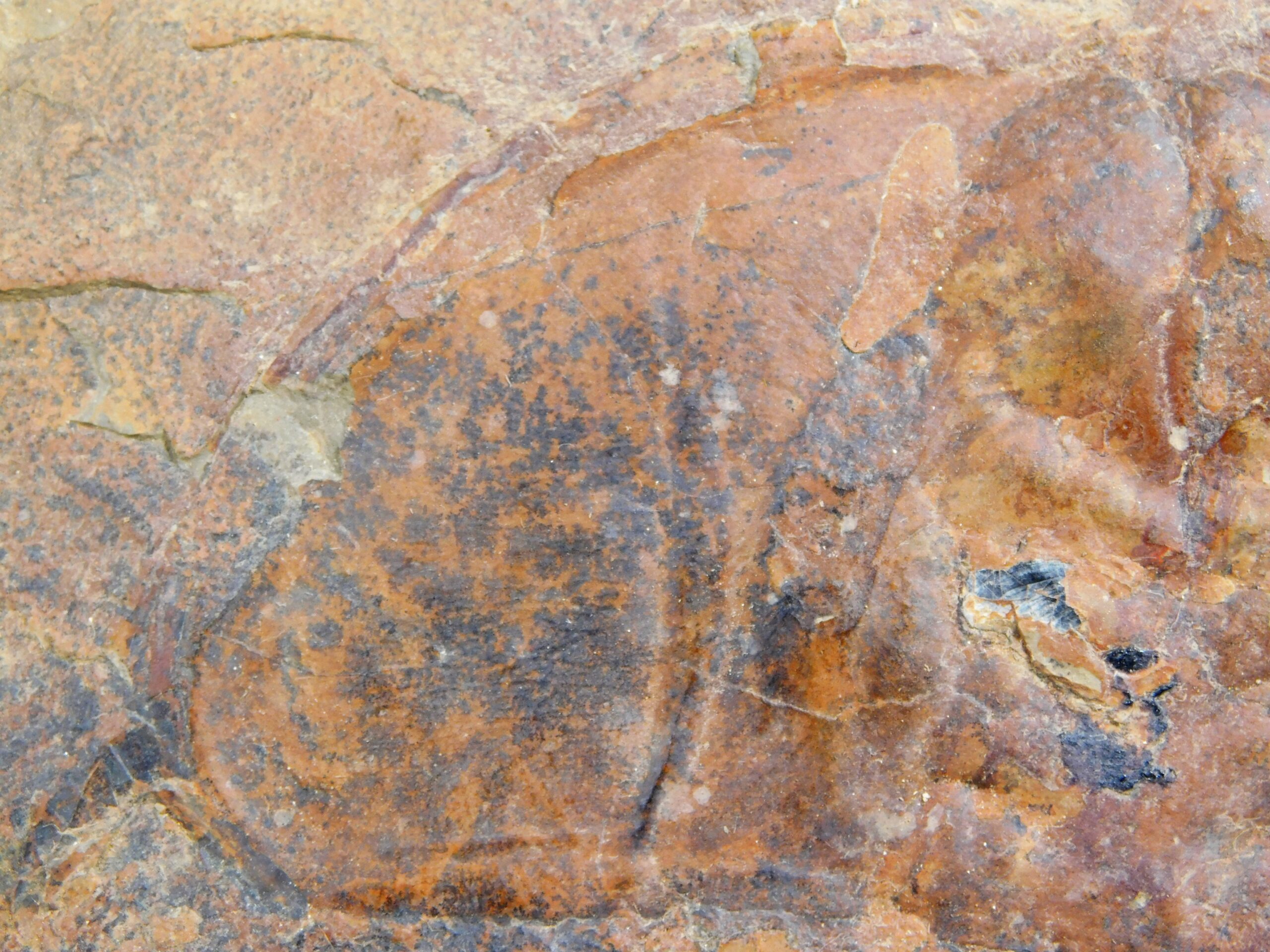 Olenellus fremonti - Image 8