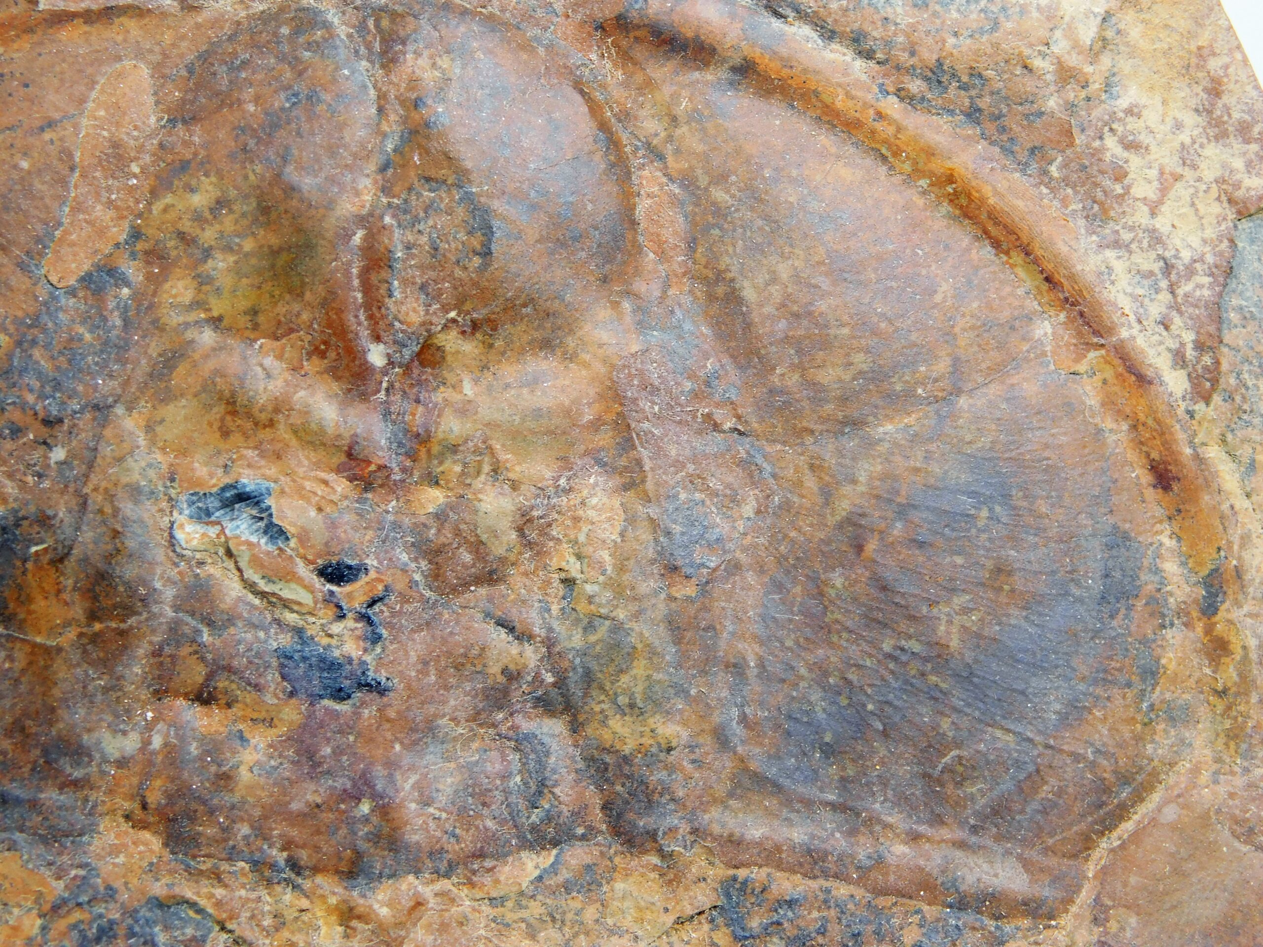 Olenellus fremonti - Image 9