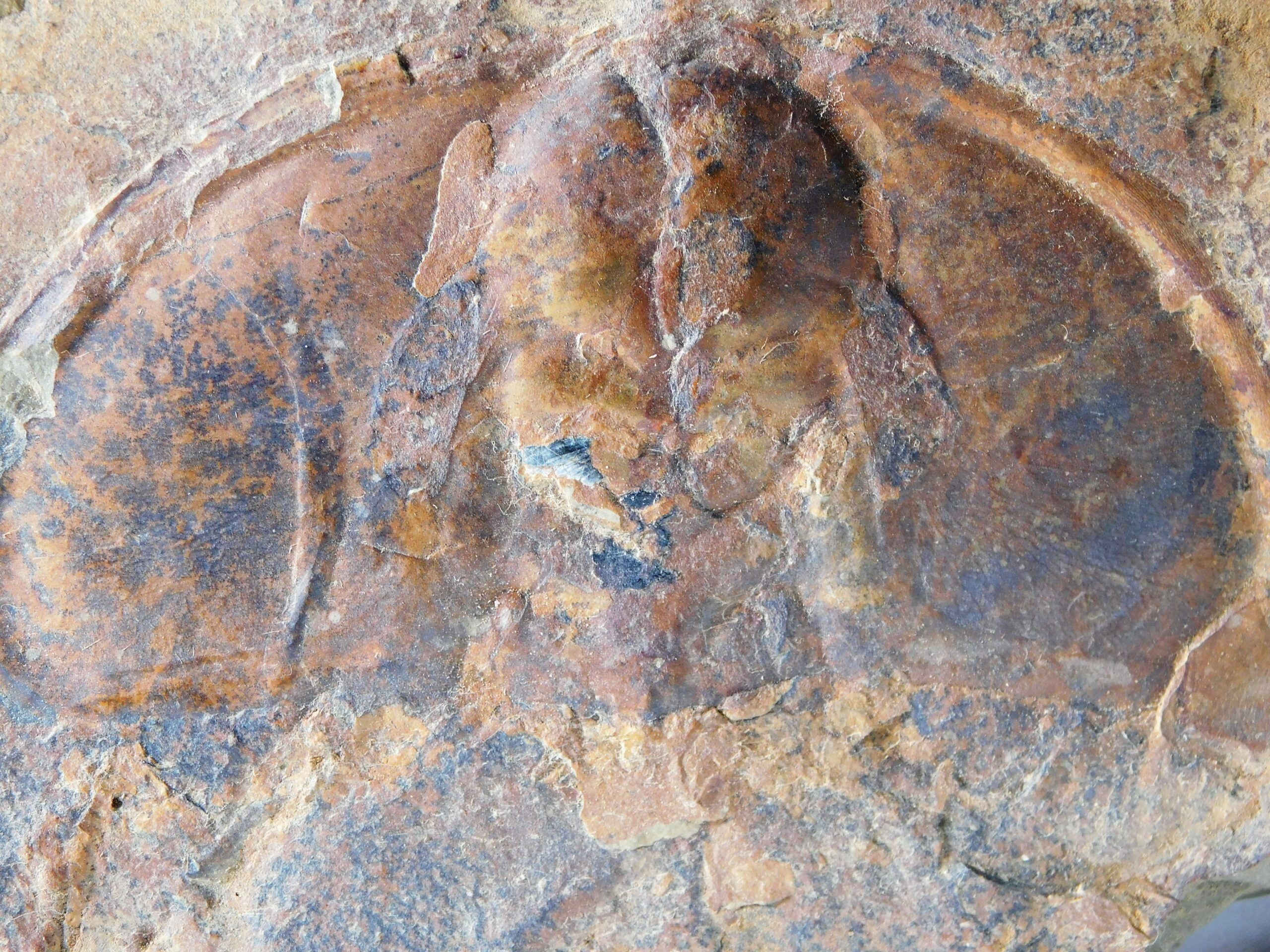 Olenellus fremonti