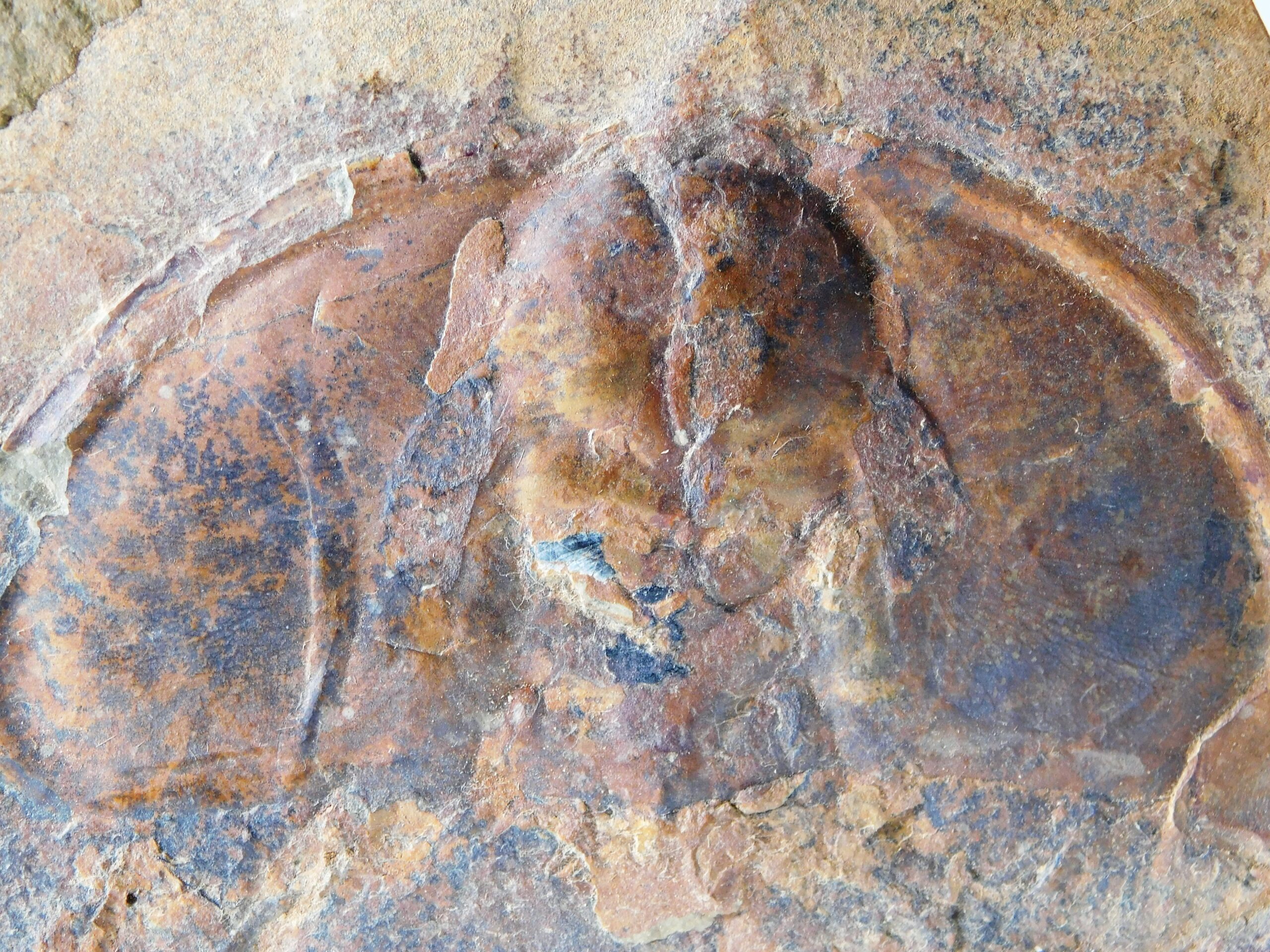 Olenellus fremonti - Image 10