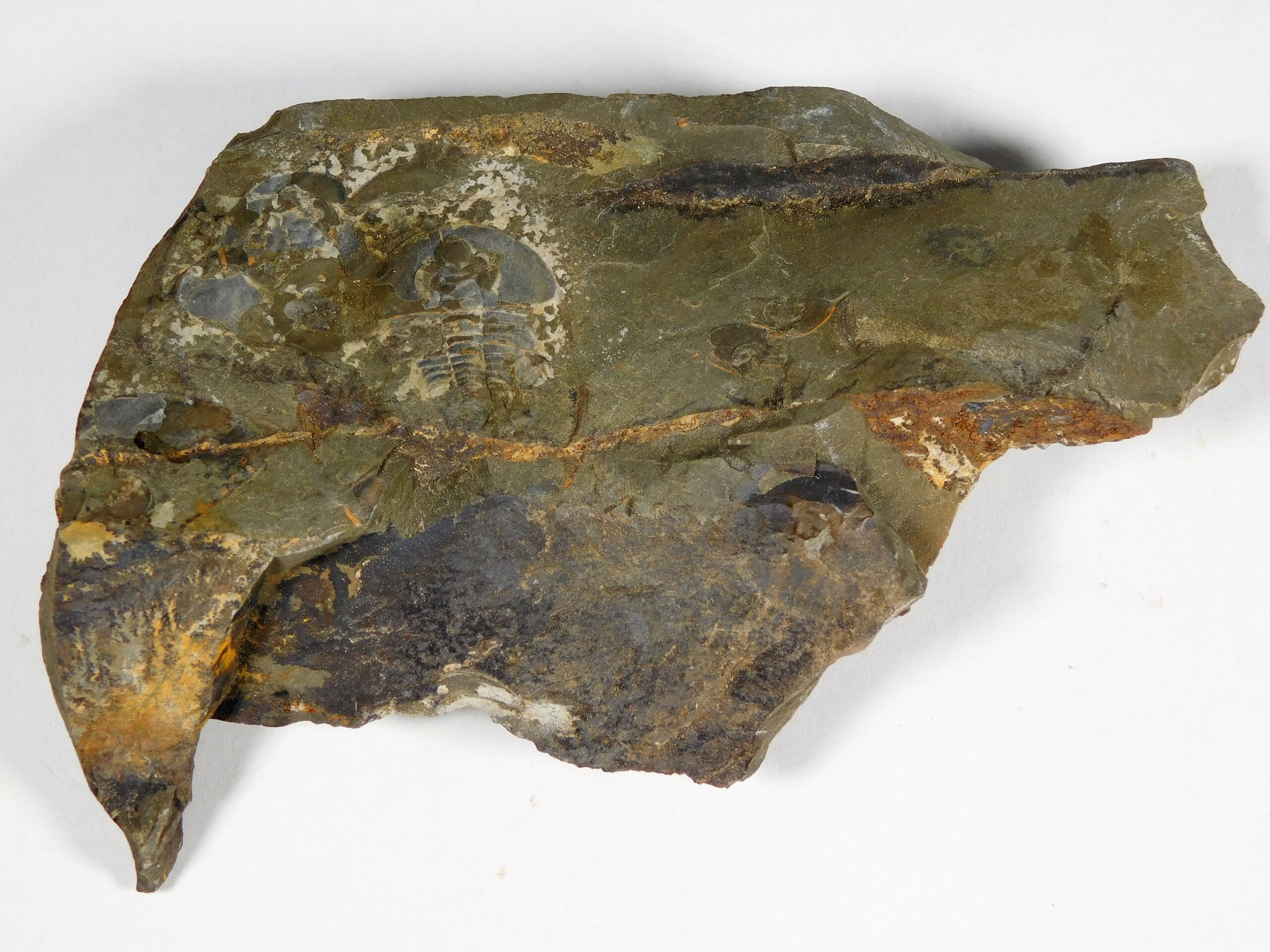Olenellus clarki - Image 2
