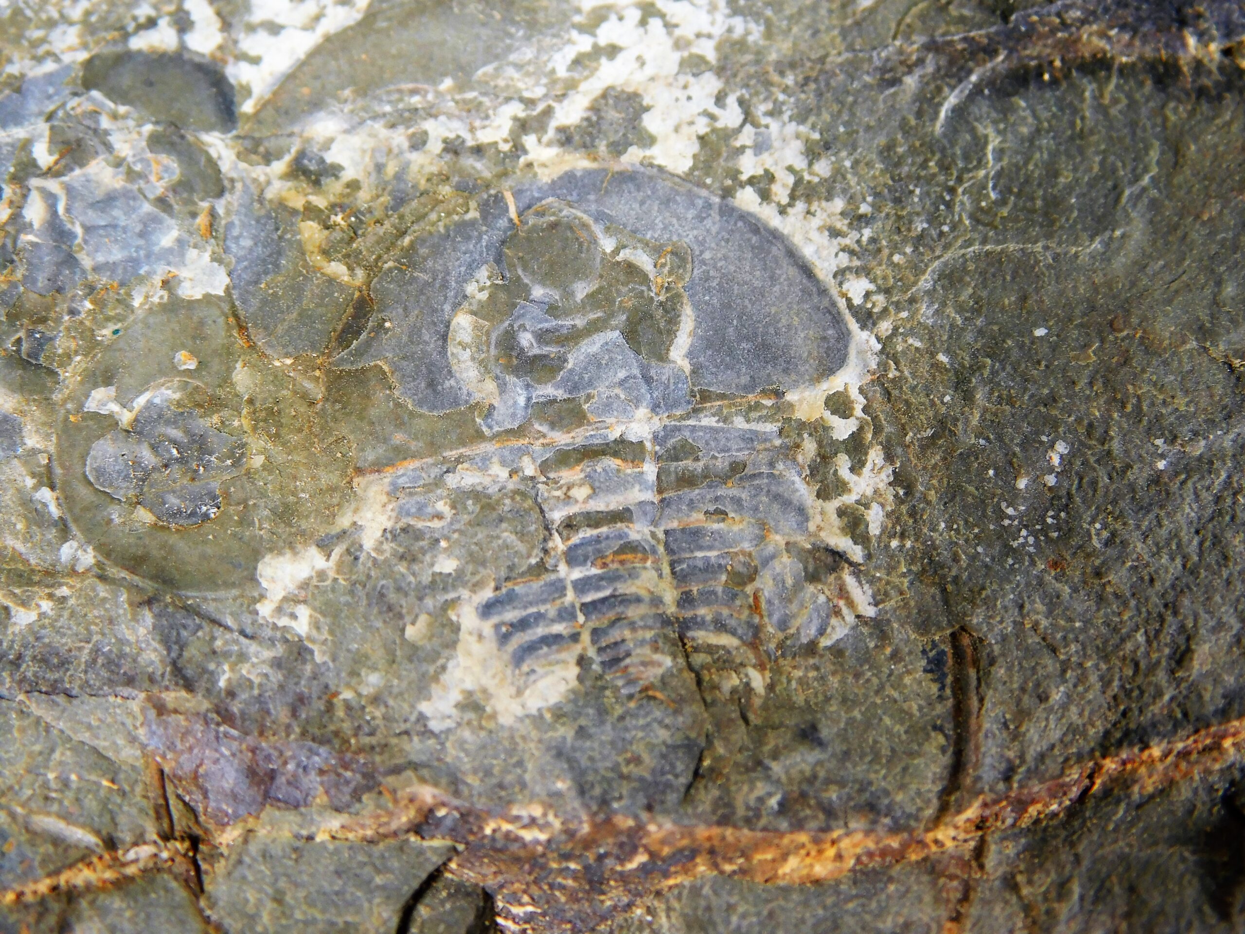 Olenellus clarki - Image 3