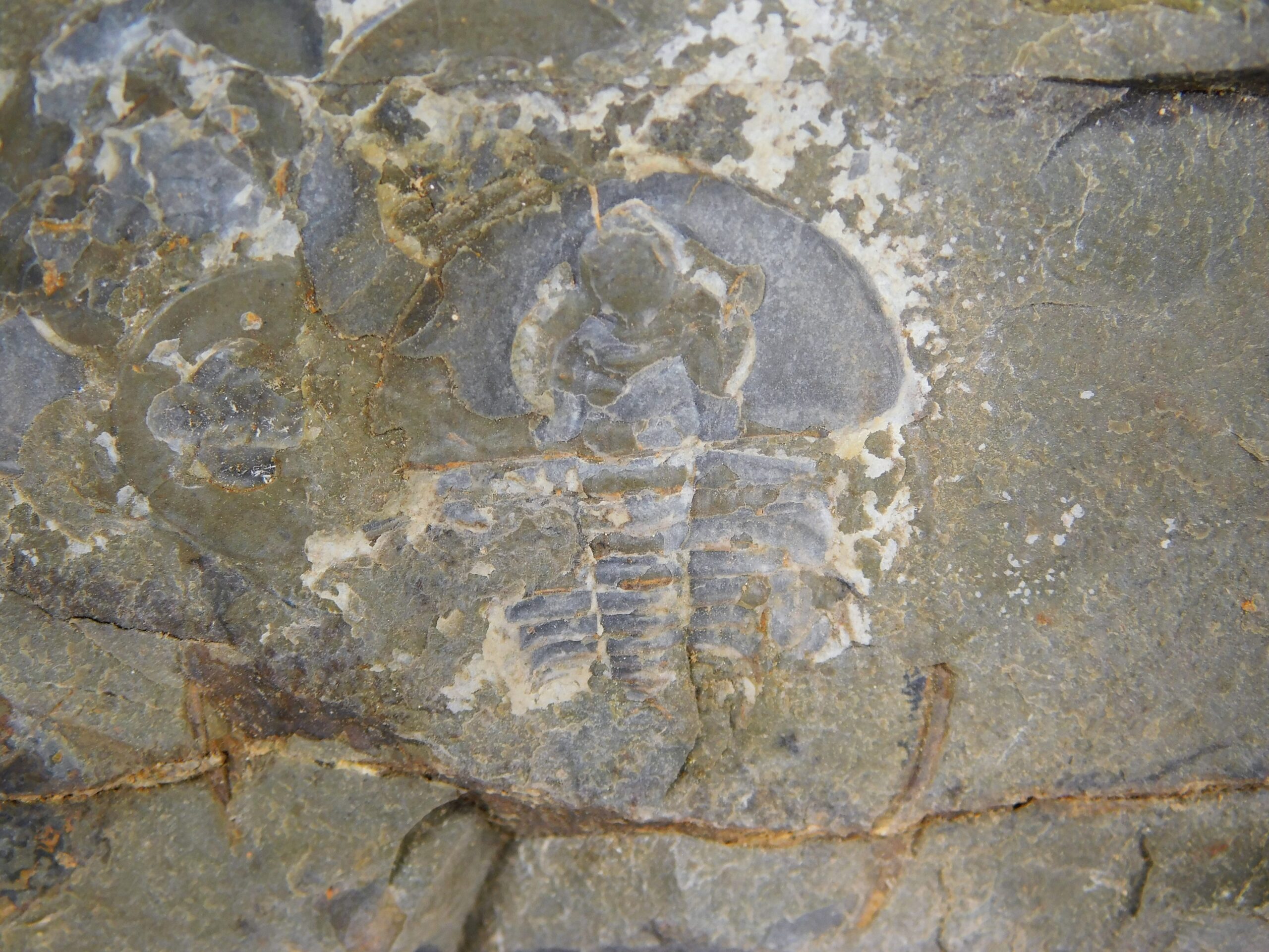 Olenellus clarki - Image 4
